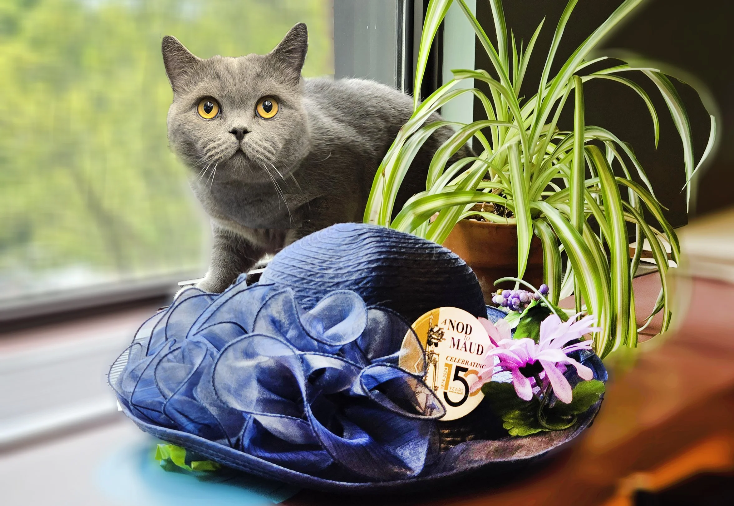 Huge ‘nod to Maud’ happening with festivities this weekend