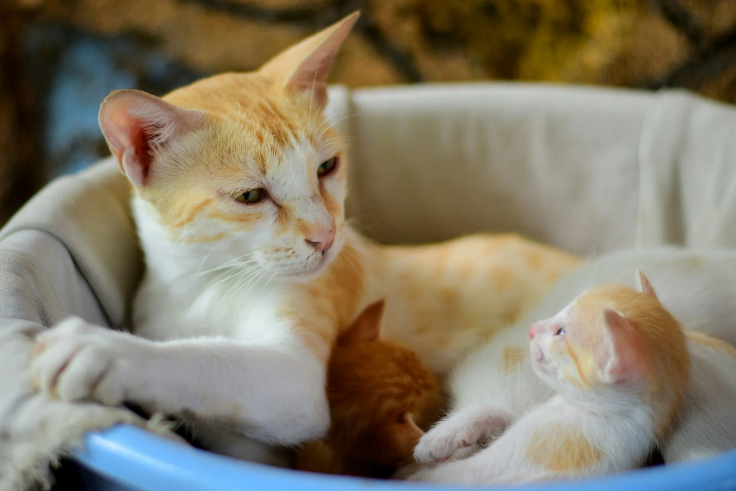 Architect hired for animal shelter