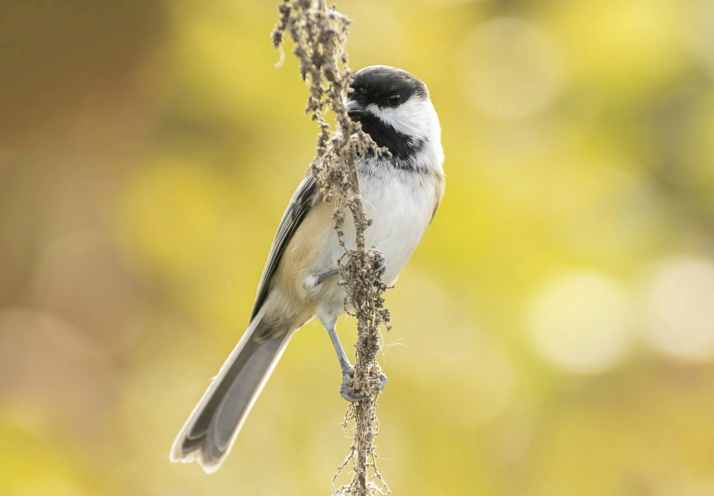 125th Audubon Christmas Bird Count looking for birders