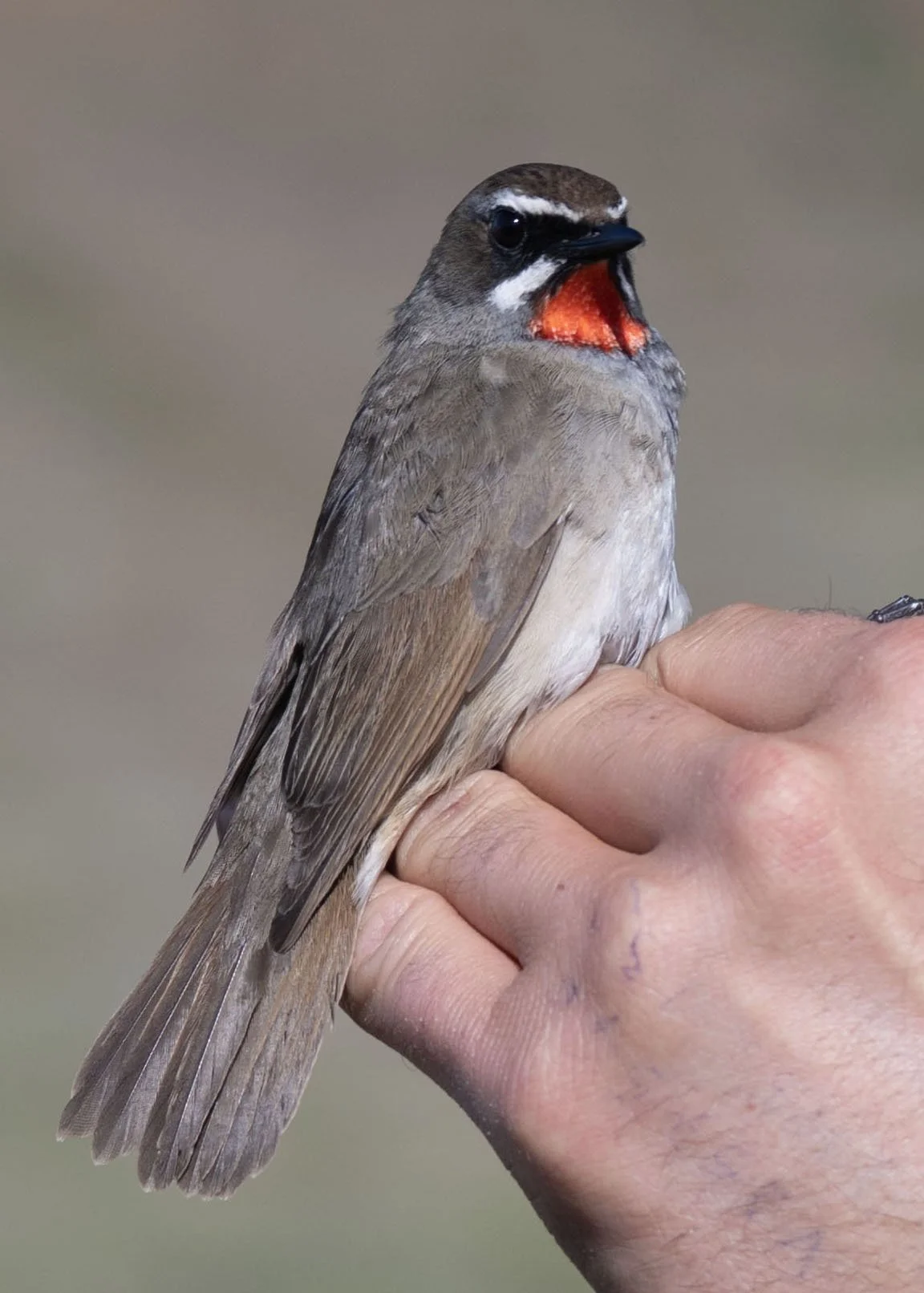 Uxbridge birder shares Mongolian experience