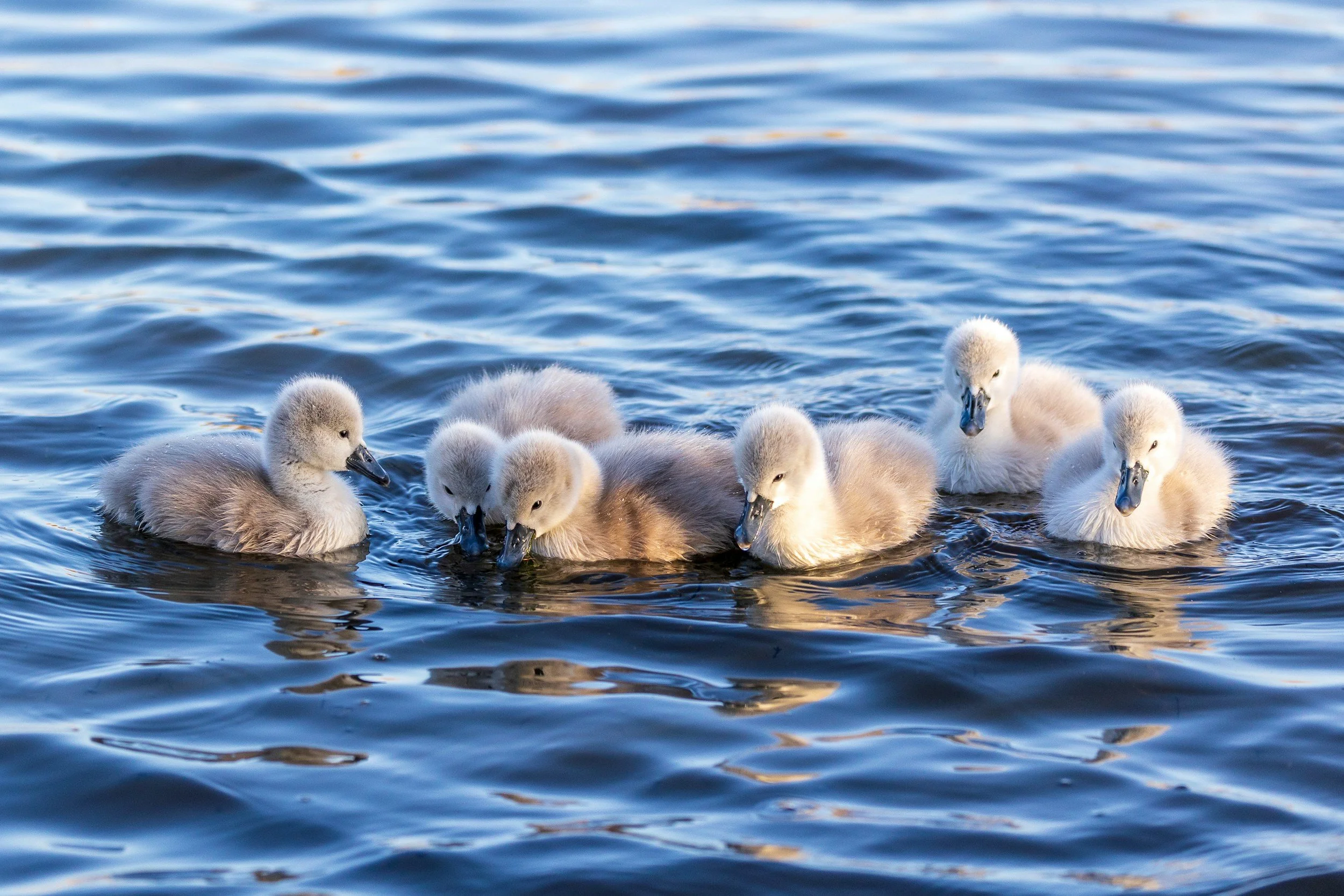 Rescued cygnet perishes - lead poisoning to blame