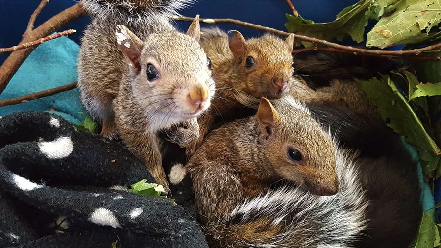 Wildlife refuge recommends discouraging nesting, not relocation