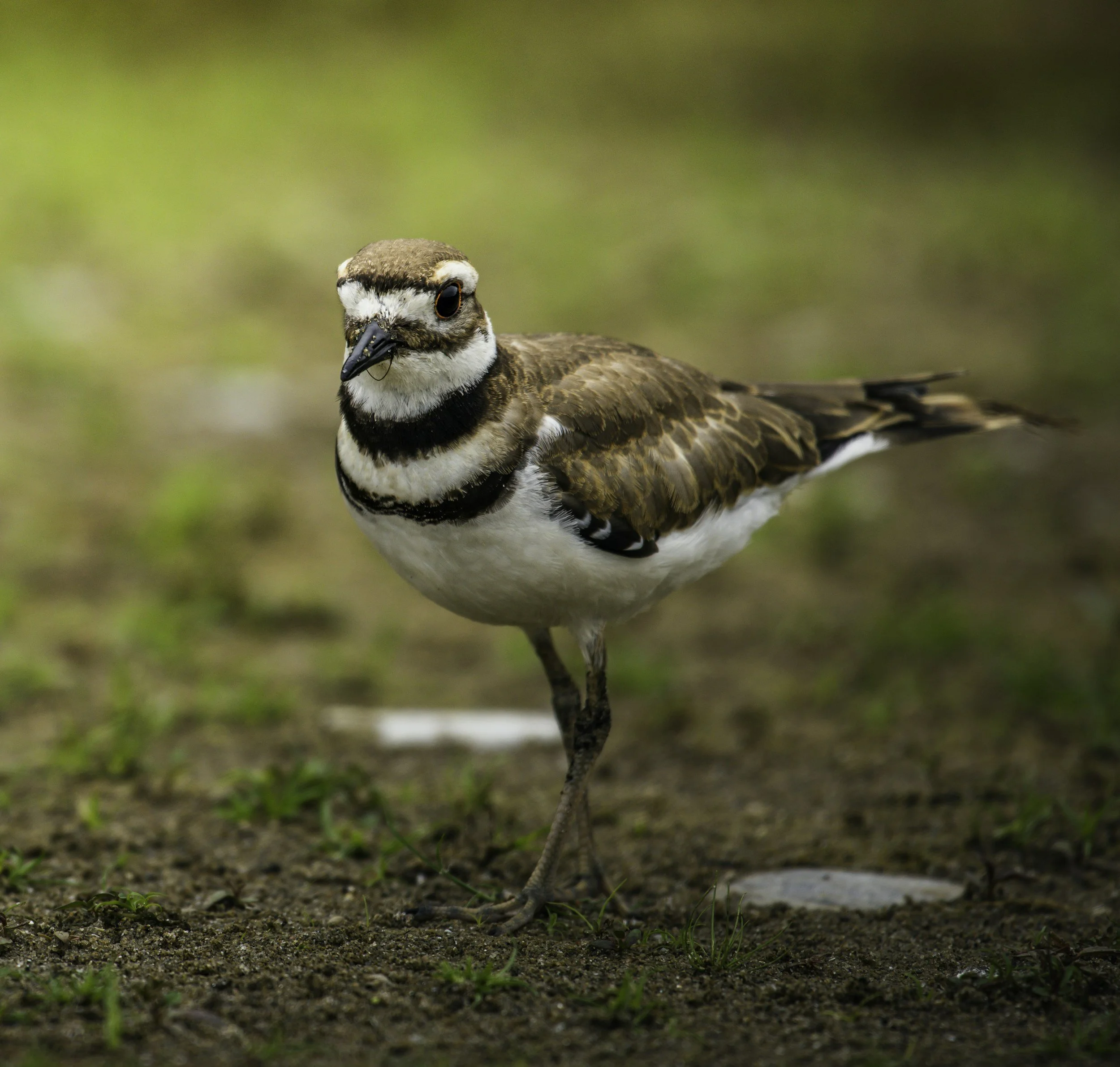 Killdeer kills mini-forest planting date