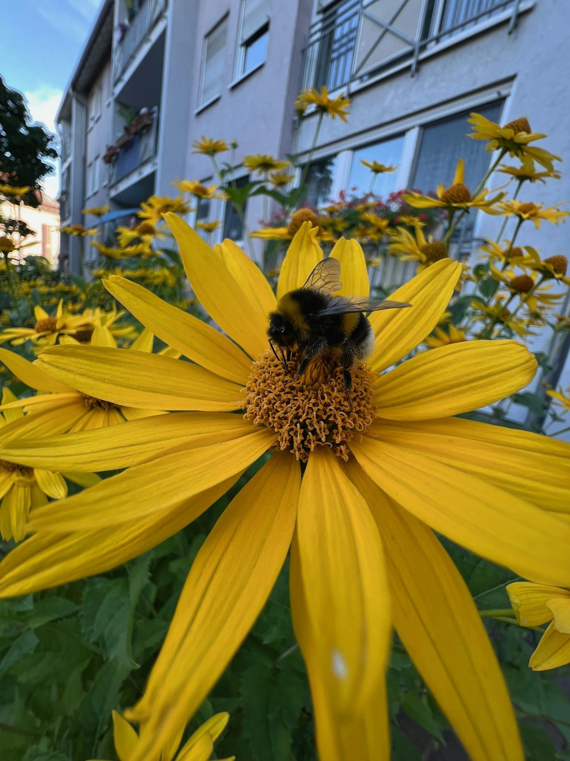 To be or not to be a Bee City