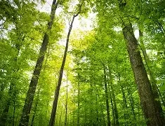 New green spaces allotted to urban park