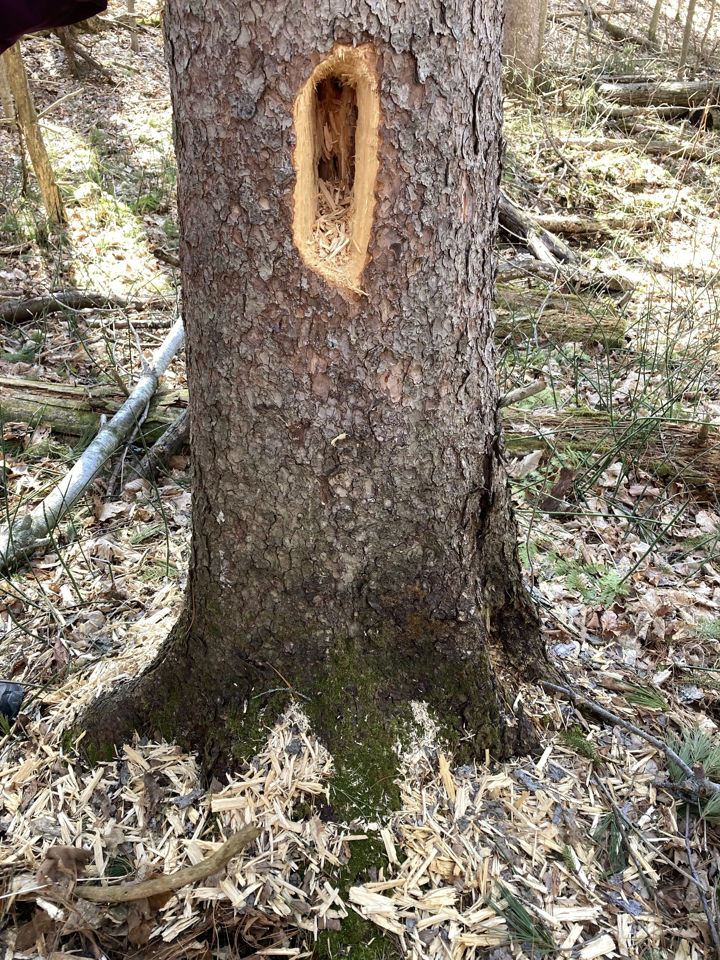 The wonders of woodpeckers