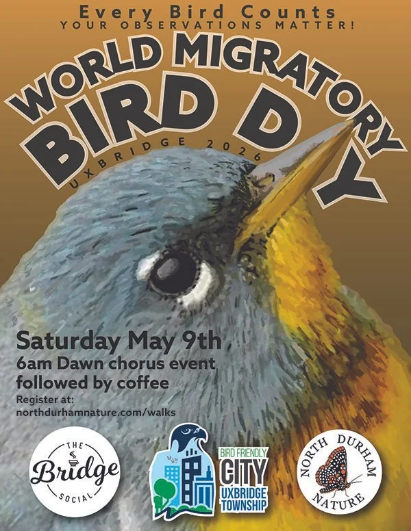 Get up with the birds on World Migratory Bird Day to join NDN’s Dawn Chorus 