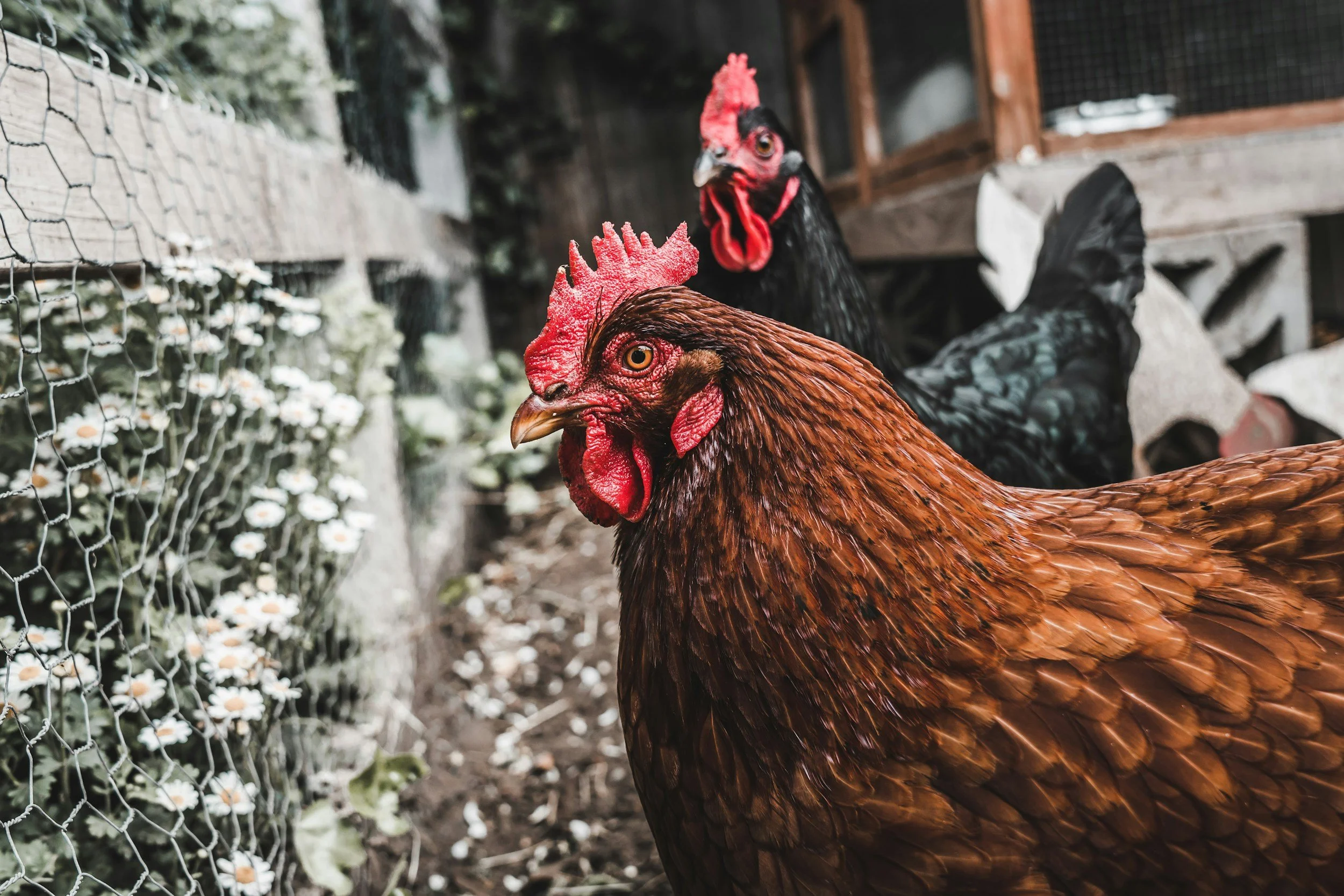 Council has ‘fowl’ discussion