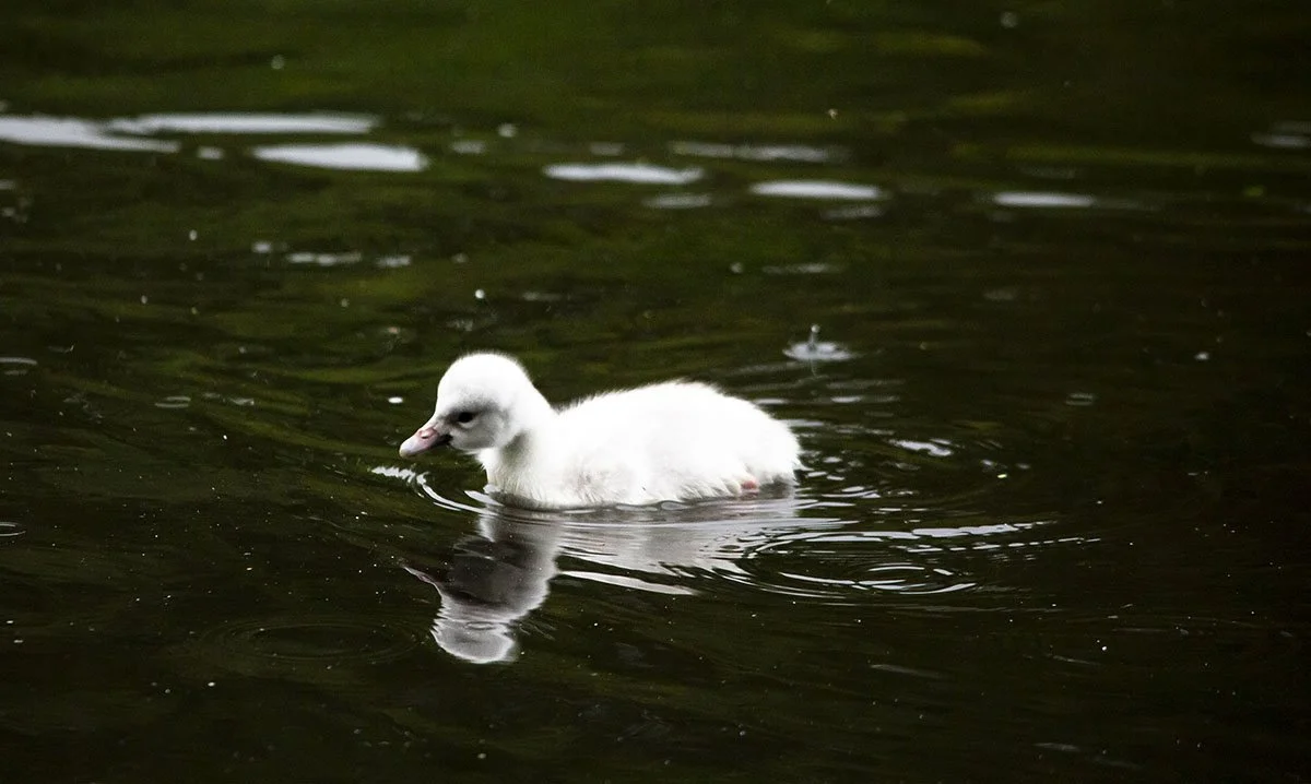 Uxbridge welcomes new swan babies