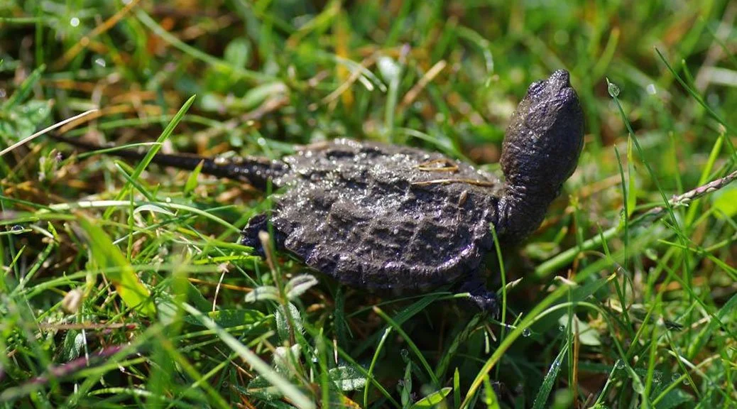 Project gives turtles a better chance to live