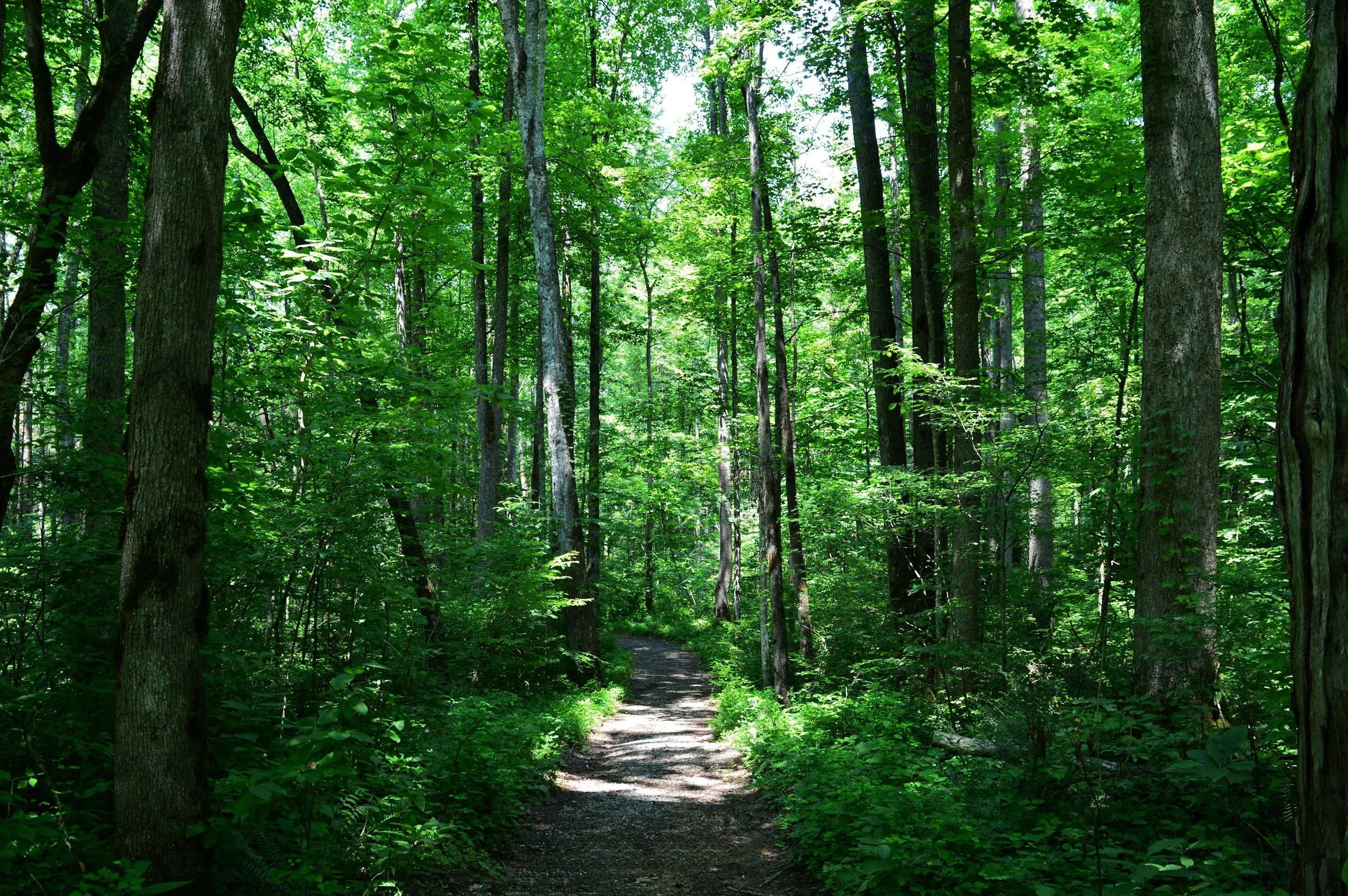 Help shape the future of the Oak Ridges Moraine Trail
