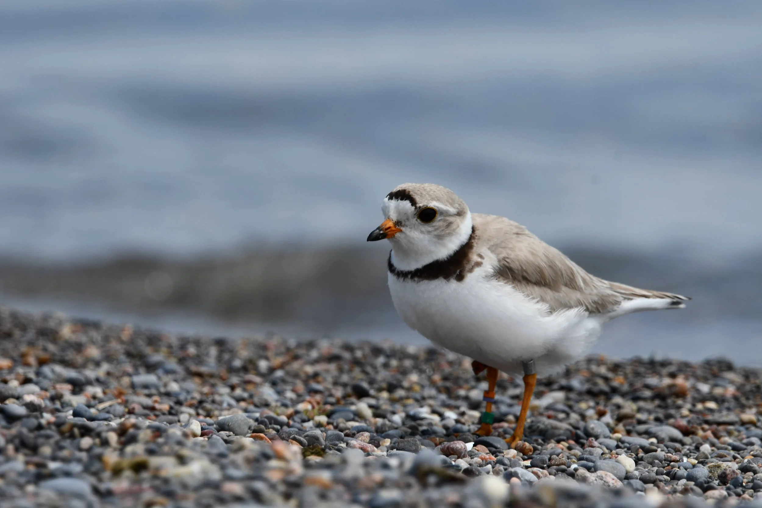 North Durham Nature kicks off fall series shorebird-style