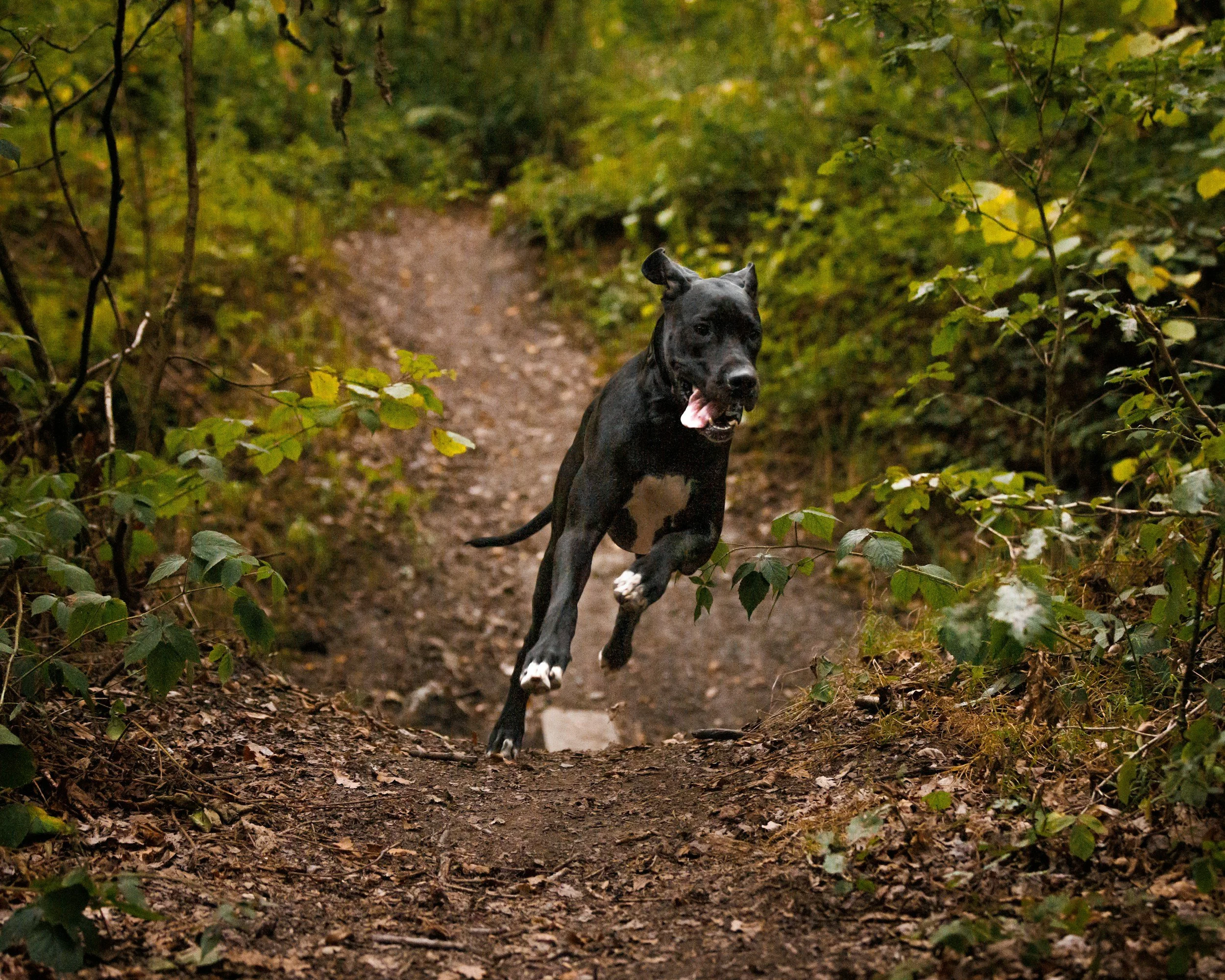 Another off-leash park in the offing