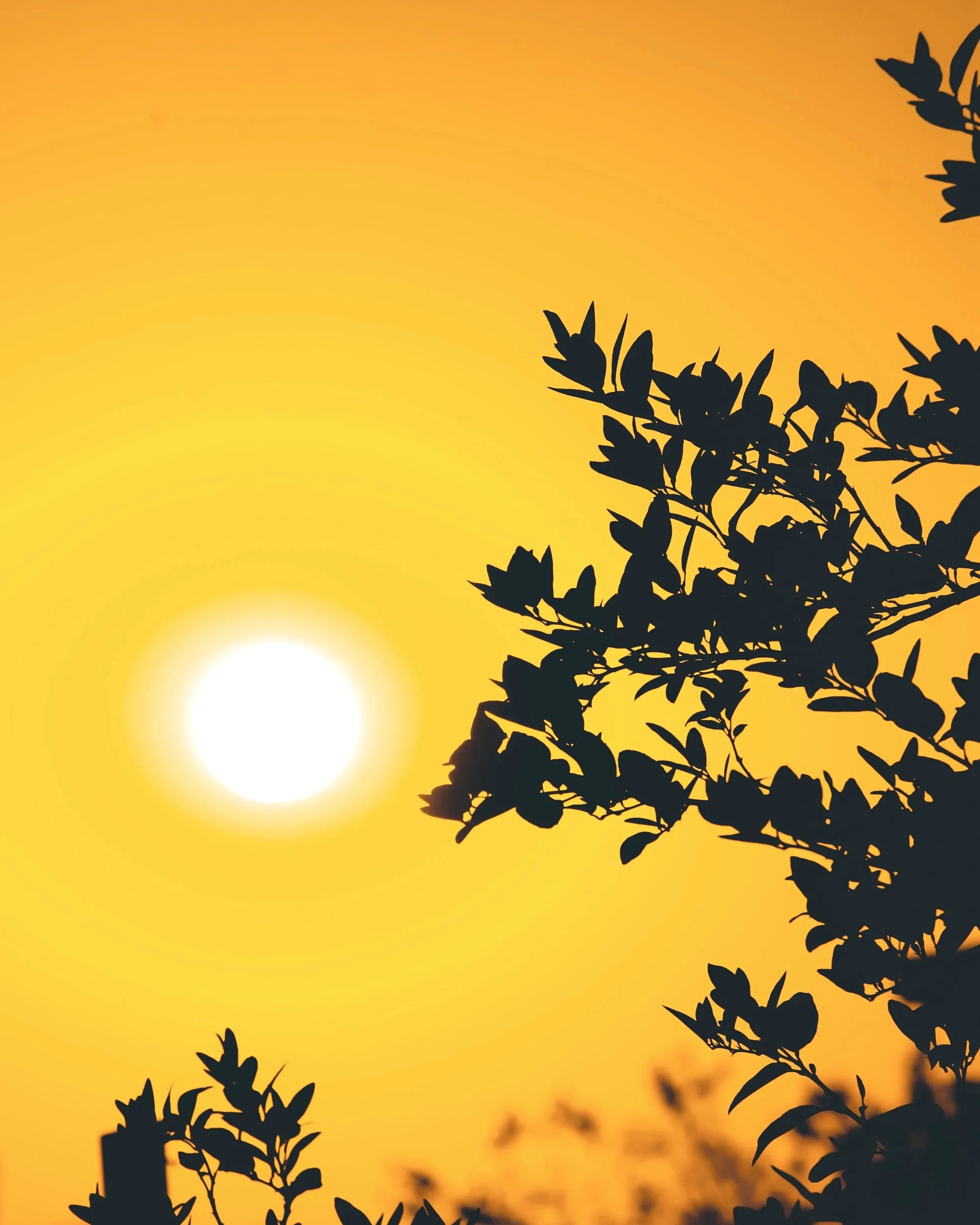 Lessons From the Summer Solstice: Light and Renewal