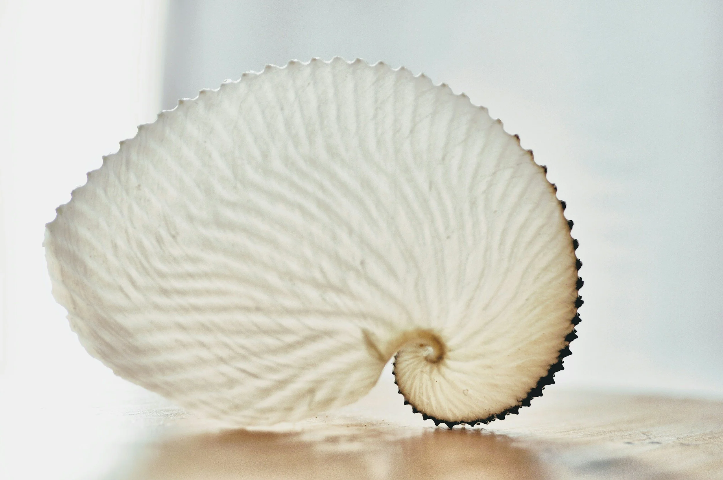Close-up of a sliced mushroom cap with visible gills against a plain background.