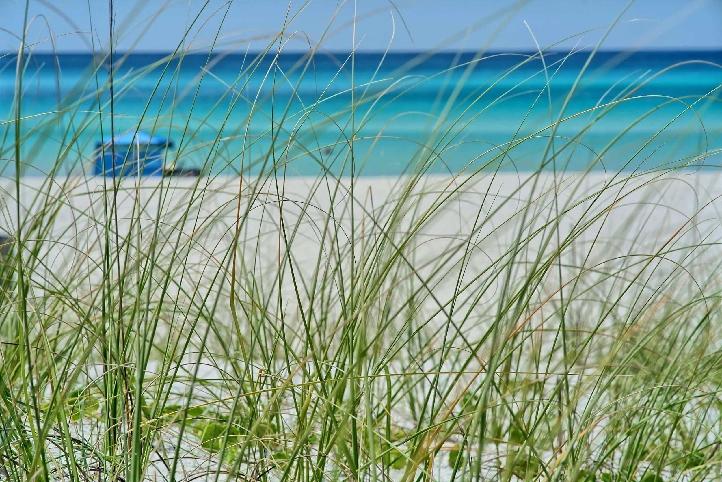 Beach scene viewed through tall grass with ocean and clear sky in the background.