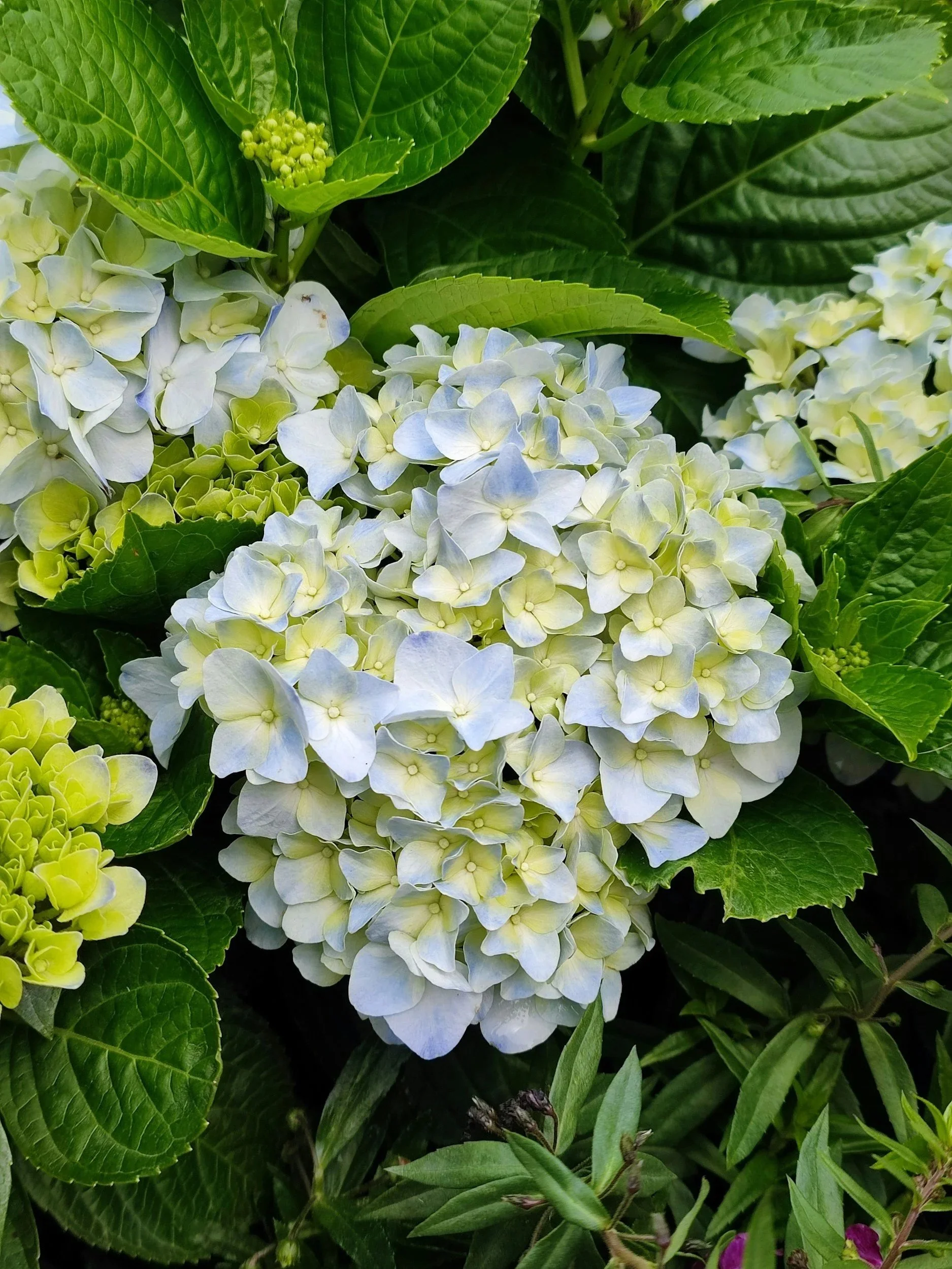 Close-up of white hydrangea flowers with green leaves.