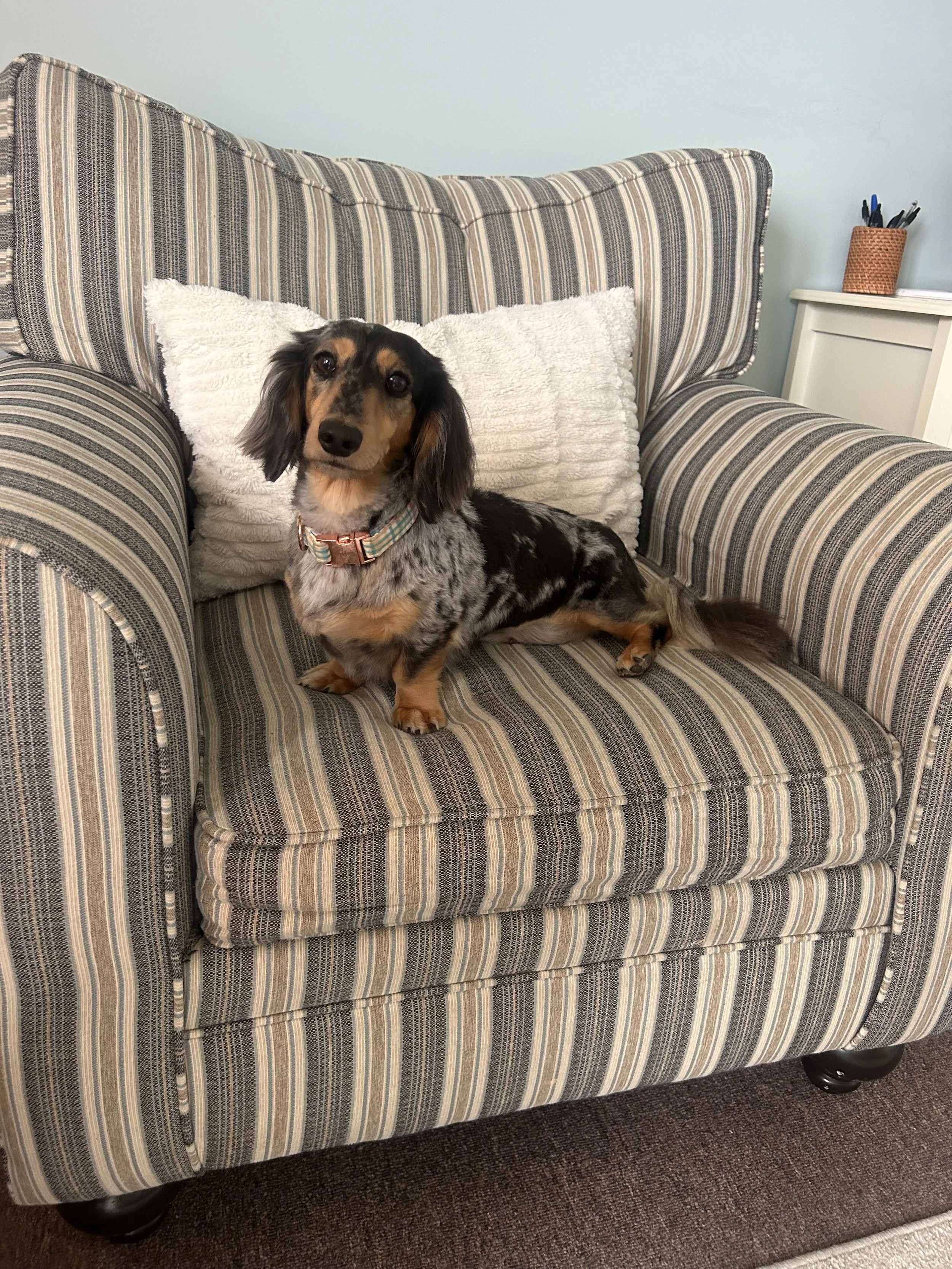 A small dog with black, brown, and white fur, sitting on a striped couch in a living room, with a white pillow behind it and a small table with a jar holding pens nearby.