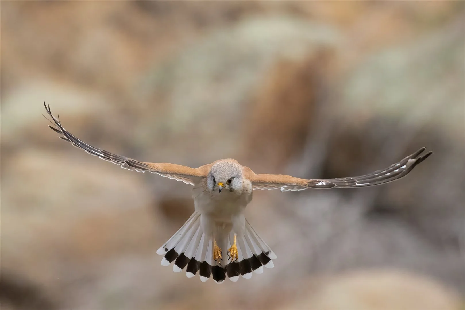 John Walters, Nankeen Kestrel,.jpg