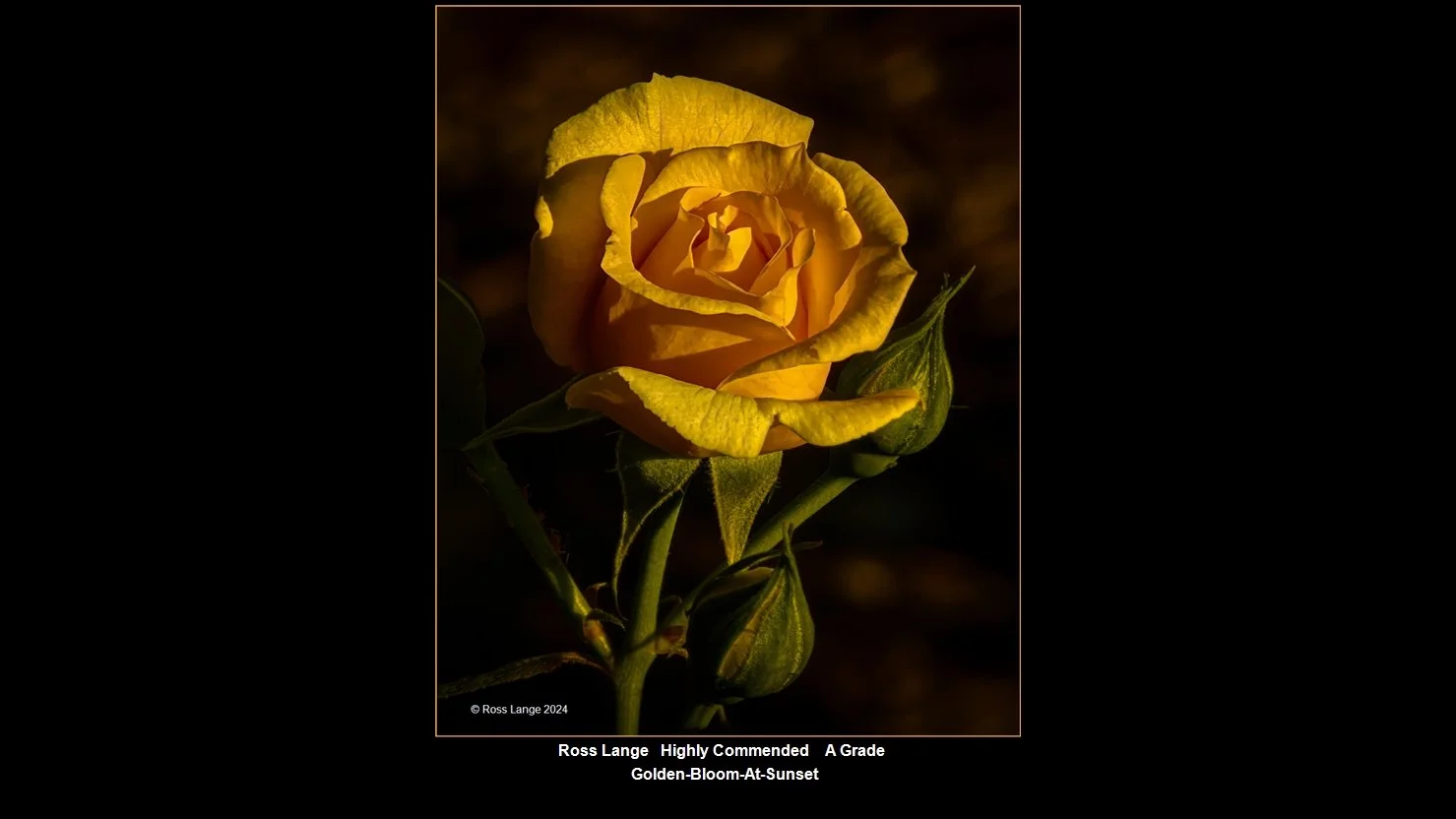 00039A Grade$.jpg