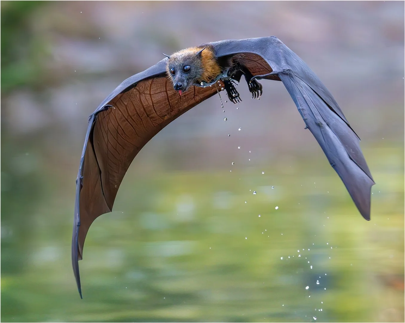 Lou Marafioti EFIAPg, GMAPS, Grey-Headed Flying Fox 0225,.jpg