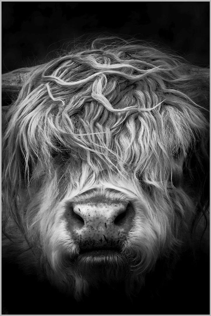 Shahid Gul, Portrait of a Highlander,.jpg