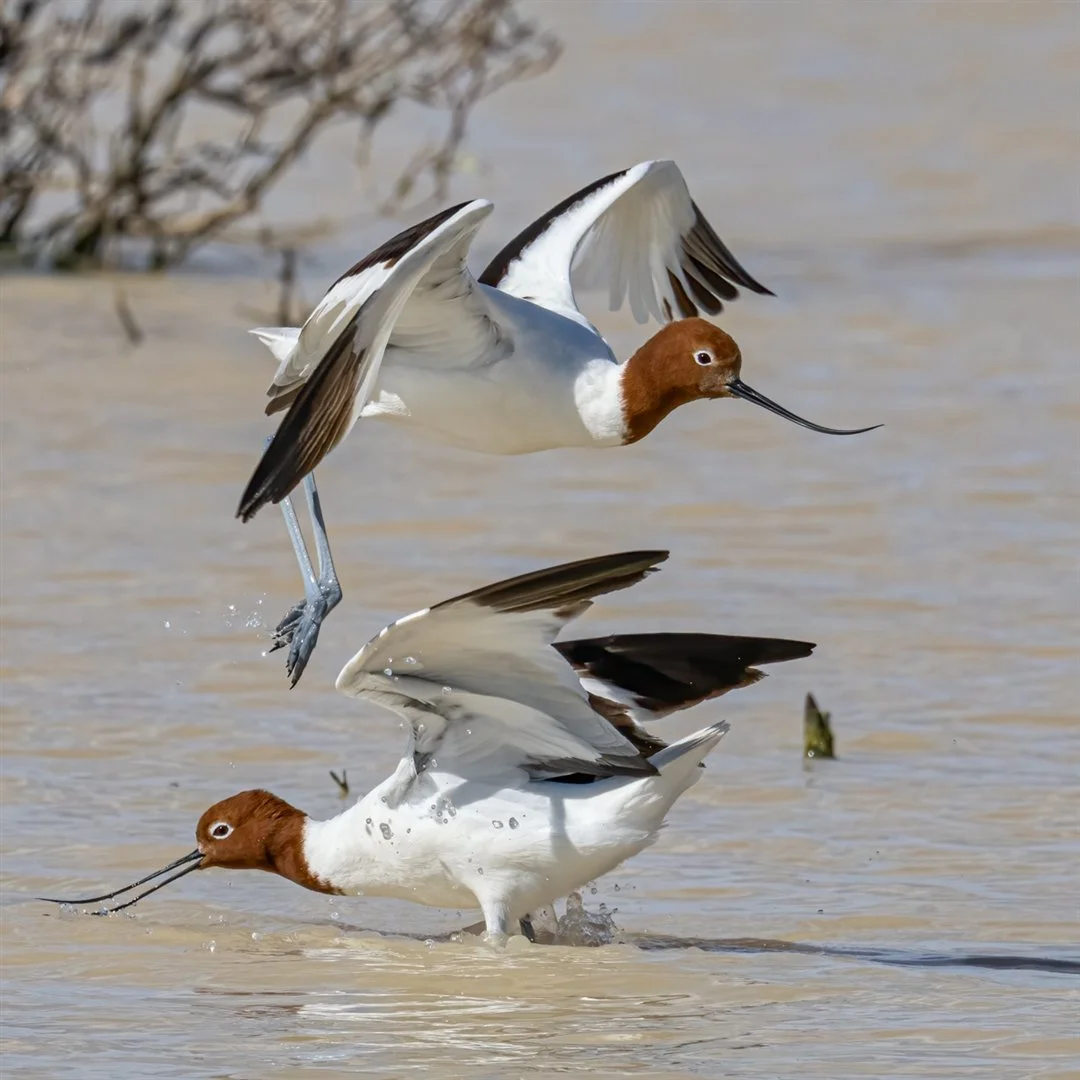 Julie Deer EFIAP, AAPS, Leaping Avocet,.jpg