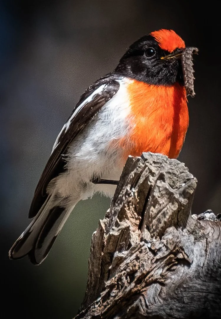 Daniel Pangrazio, Early Bird Catches the Worm,.jpg