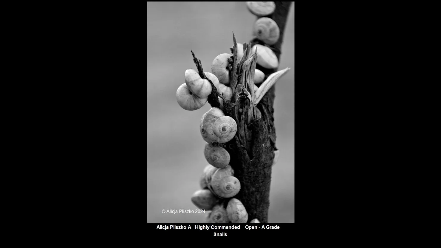 00031Open - A Grade$.jpg