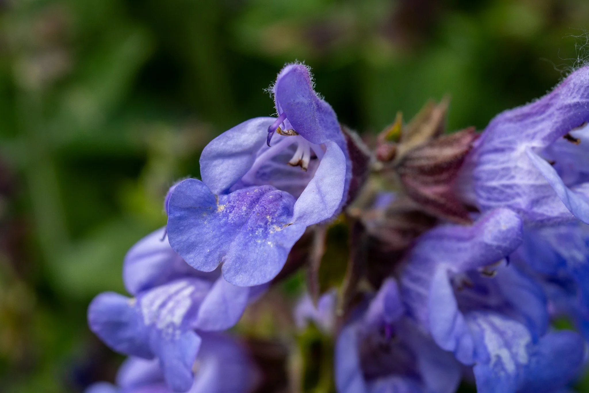 Decoding the Language of Plant Nerds: Understanding Botanical Latin