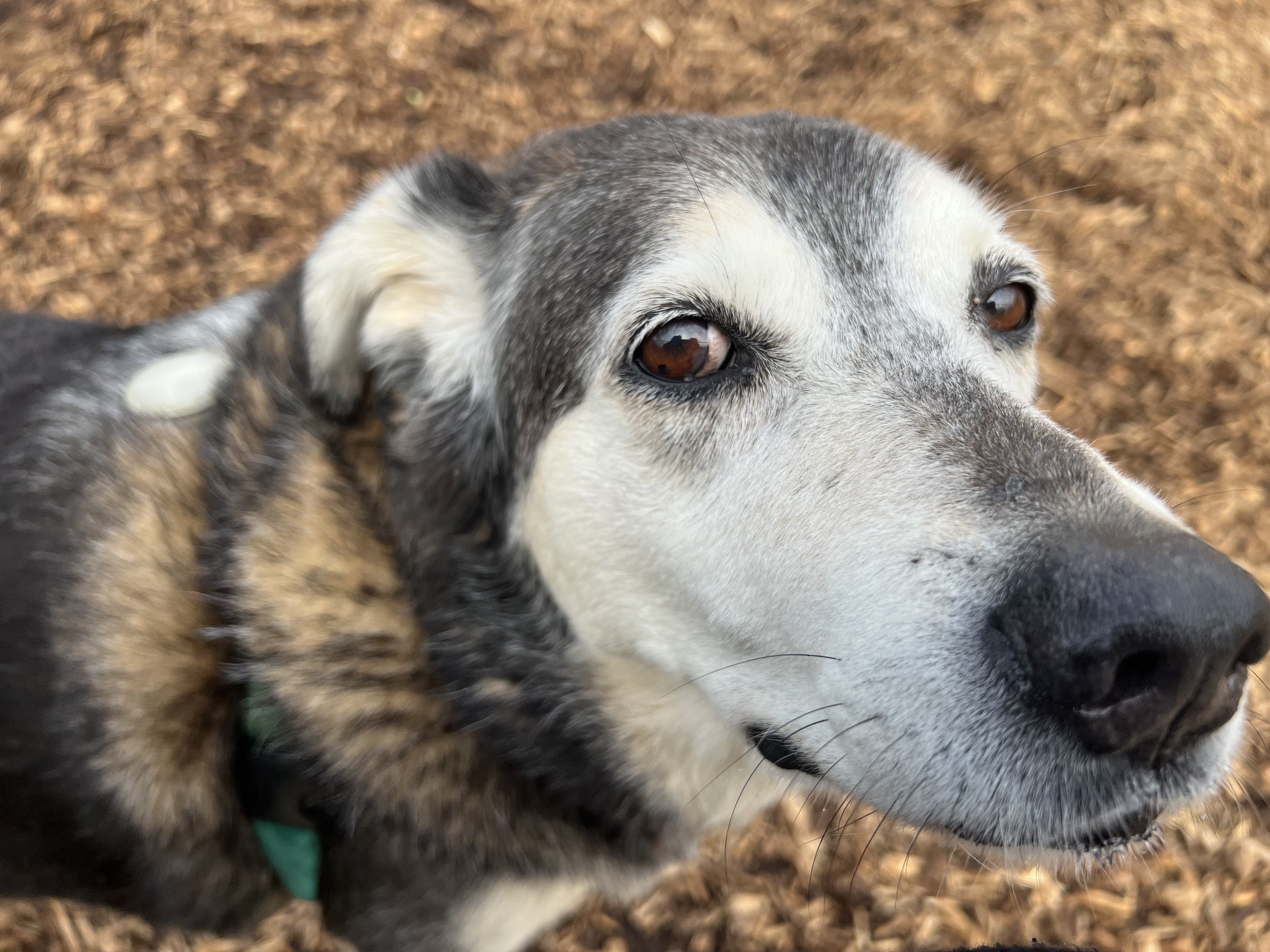 Soul Dog Journey Project: Week 2-Favorite Toy