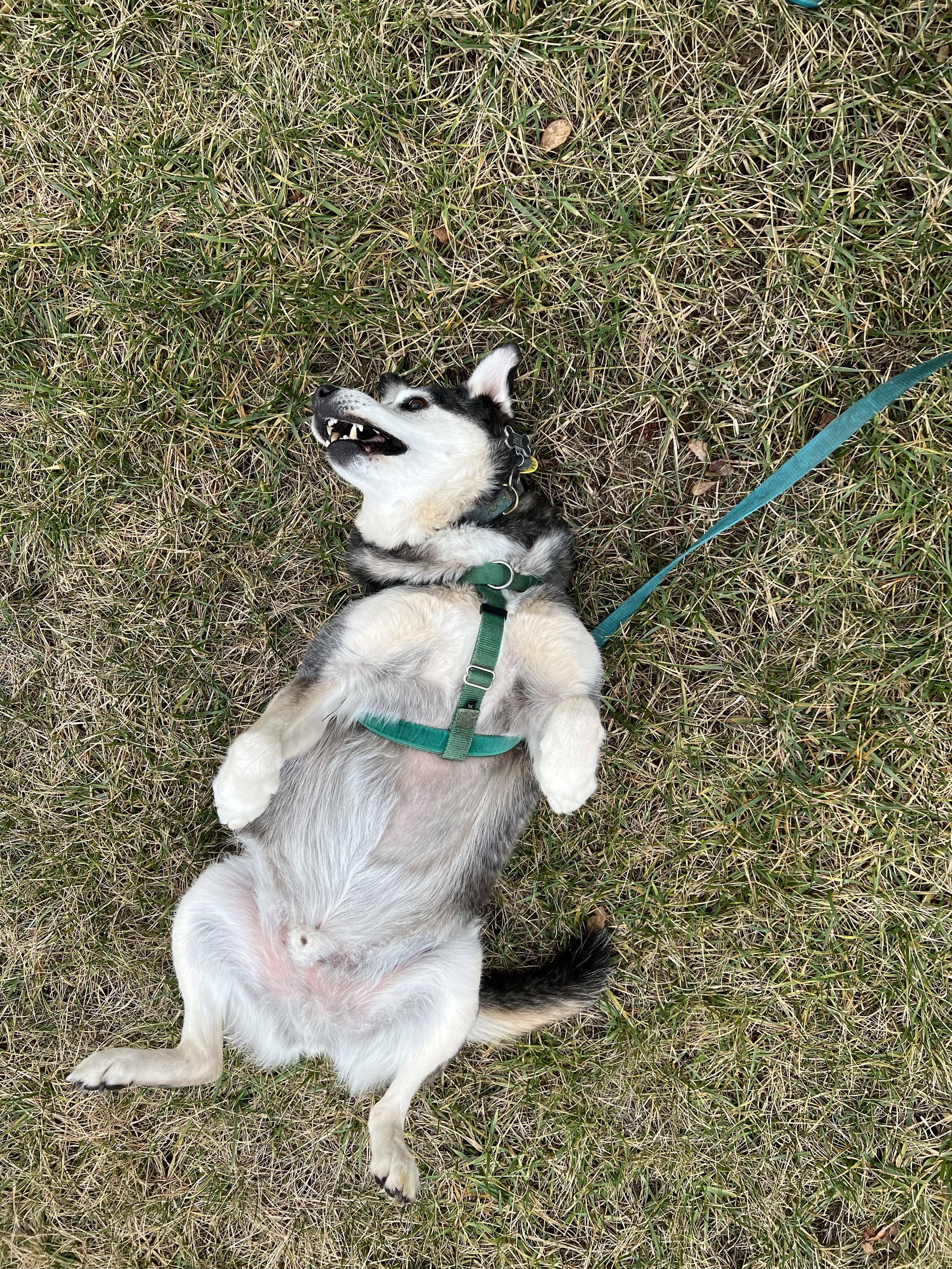 Soul Dog Journey Project: Week 3-Toe to Toe