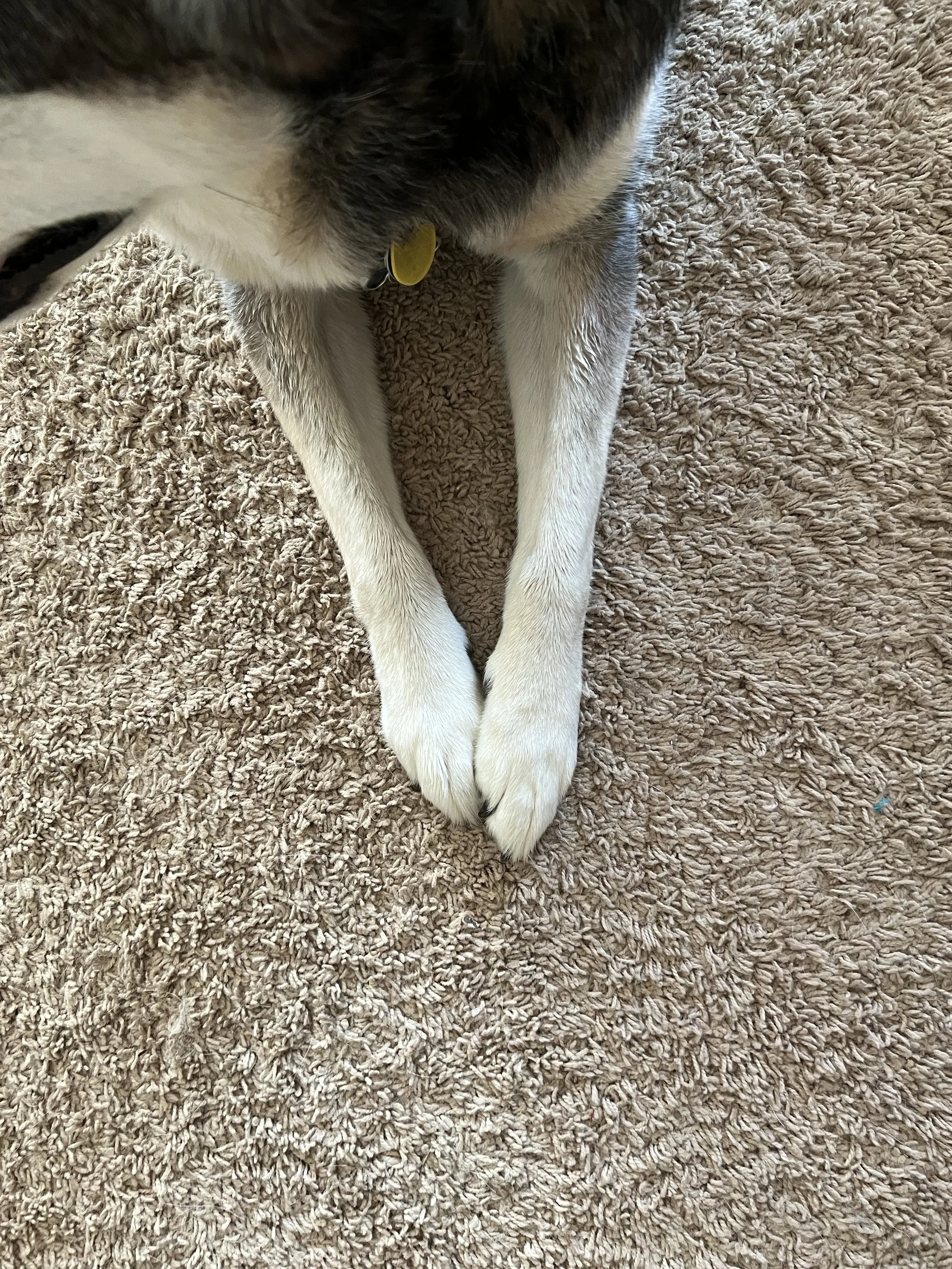 IMG_3018.jpeg