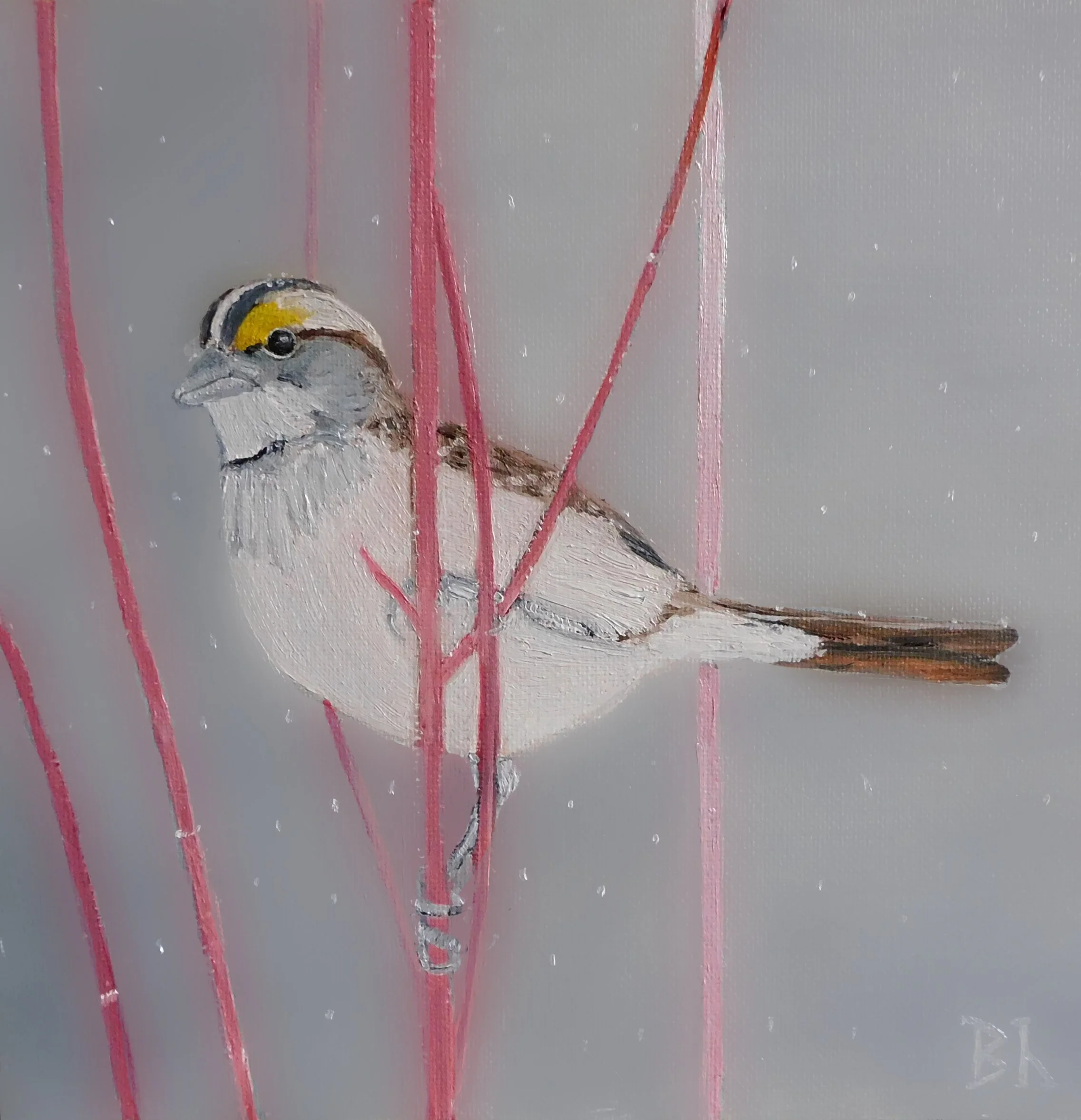 White-throated sparrow (oil on canvasboard, 8" x 8")