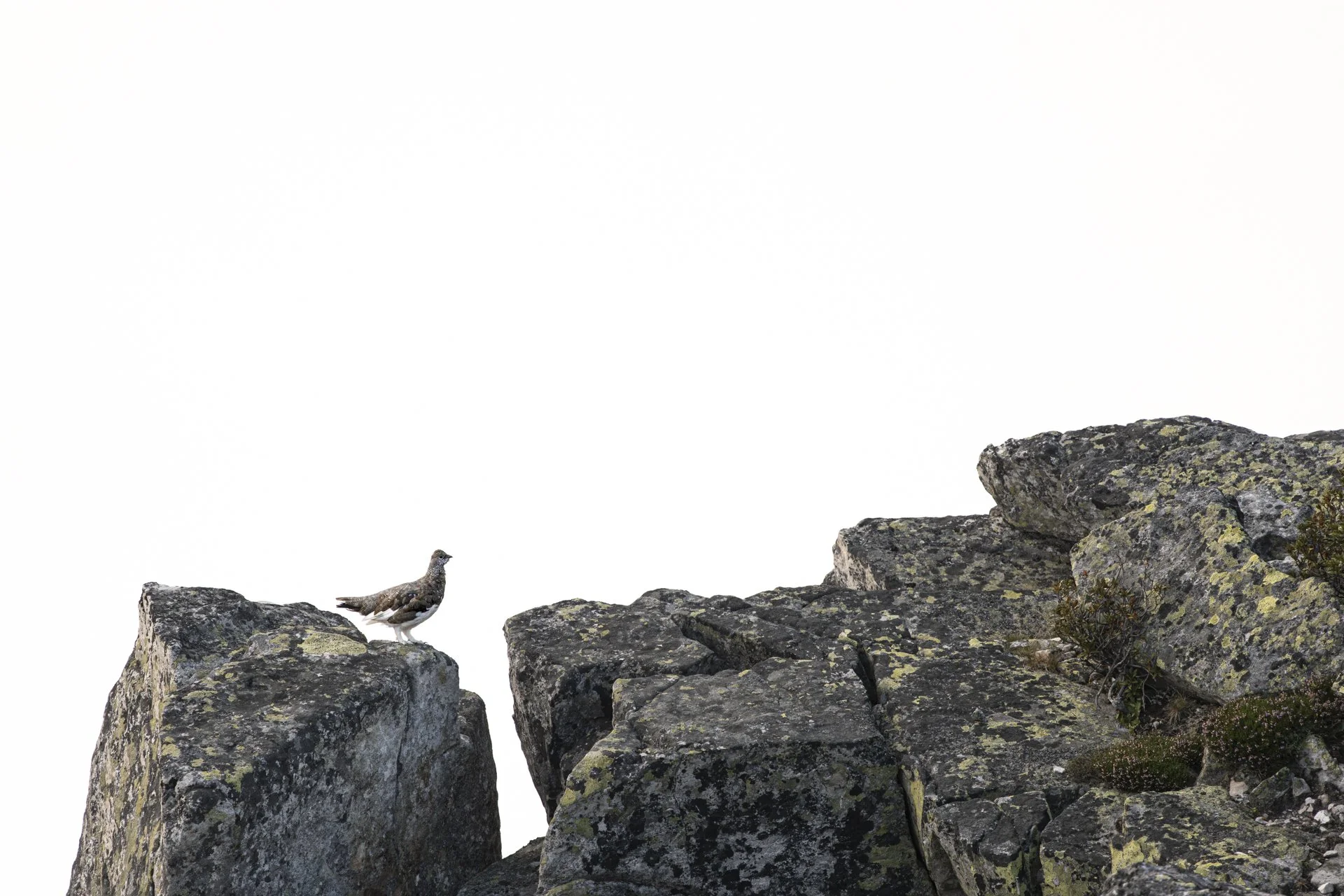 2024-09-06_Alpenschneehuhn-Highkey-Niederhorn_1920px.jpg