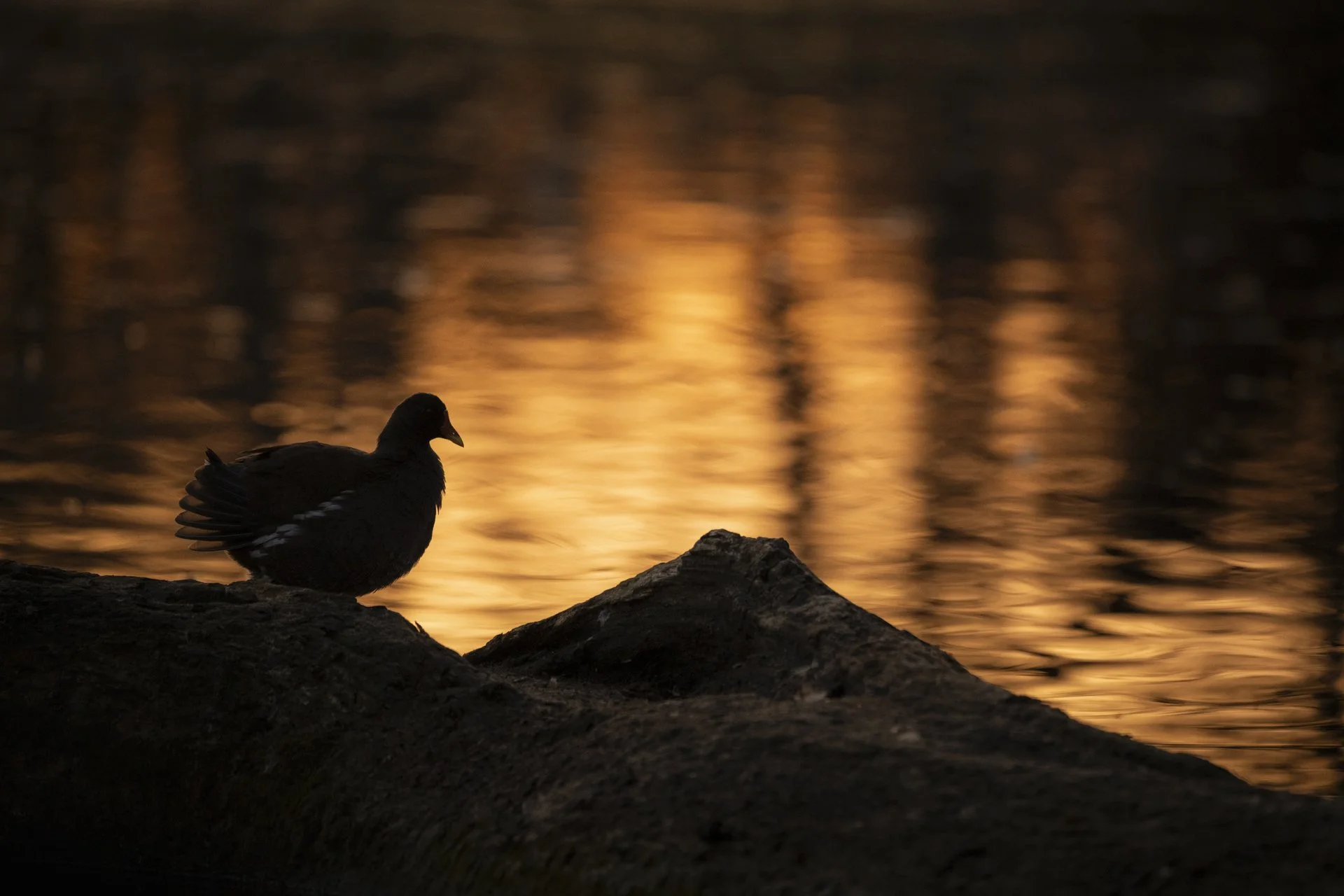 Teichhuhn Teichralle Gegenlicht Kunst