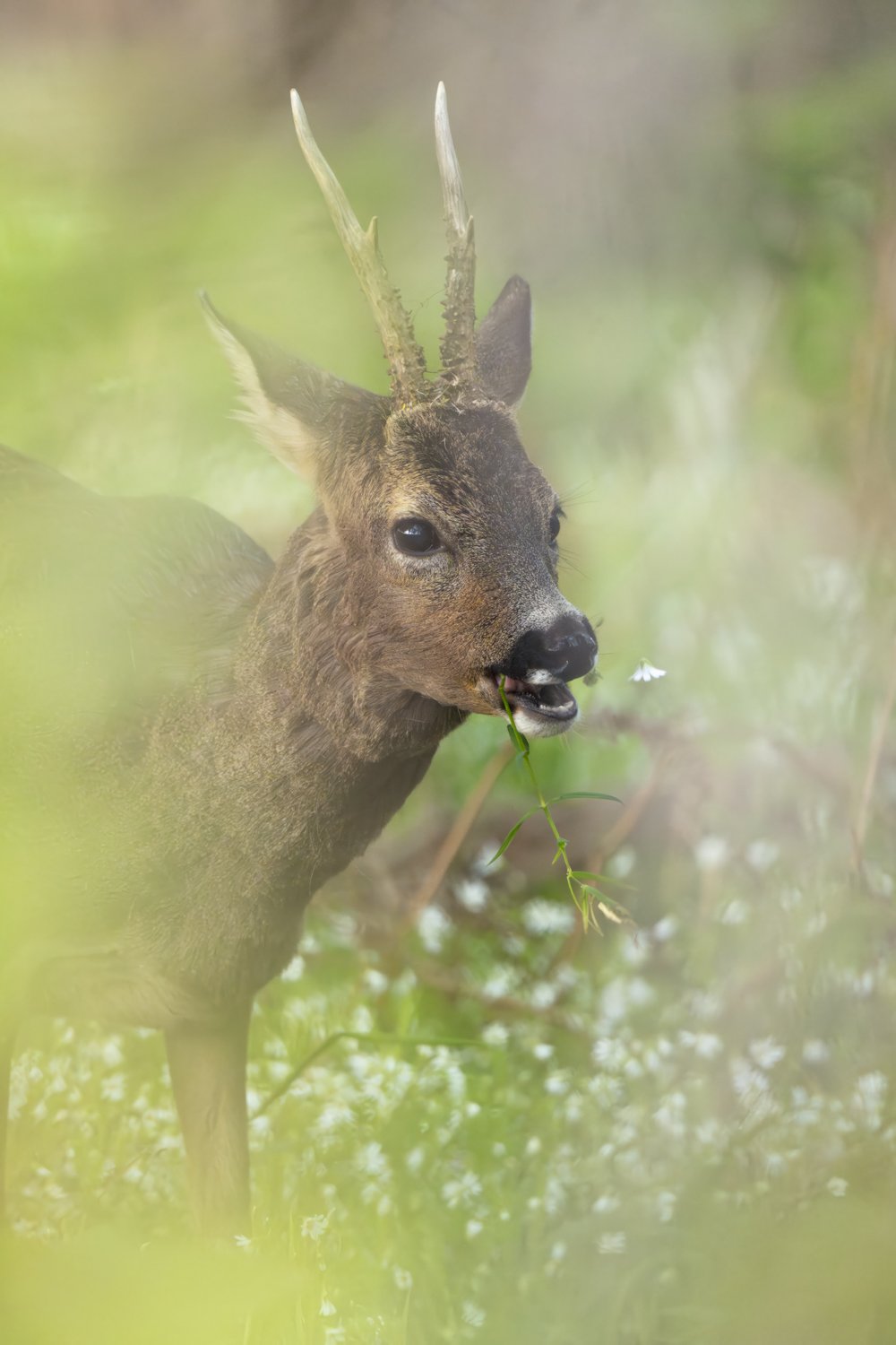 Rehbock-Gänseblümchen-Altwarmbüchen_1500px_2024-04-18.jpg
