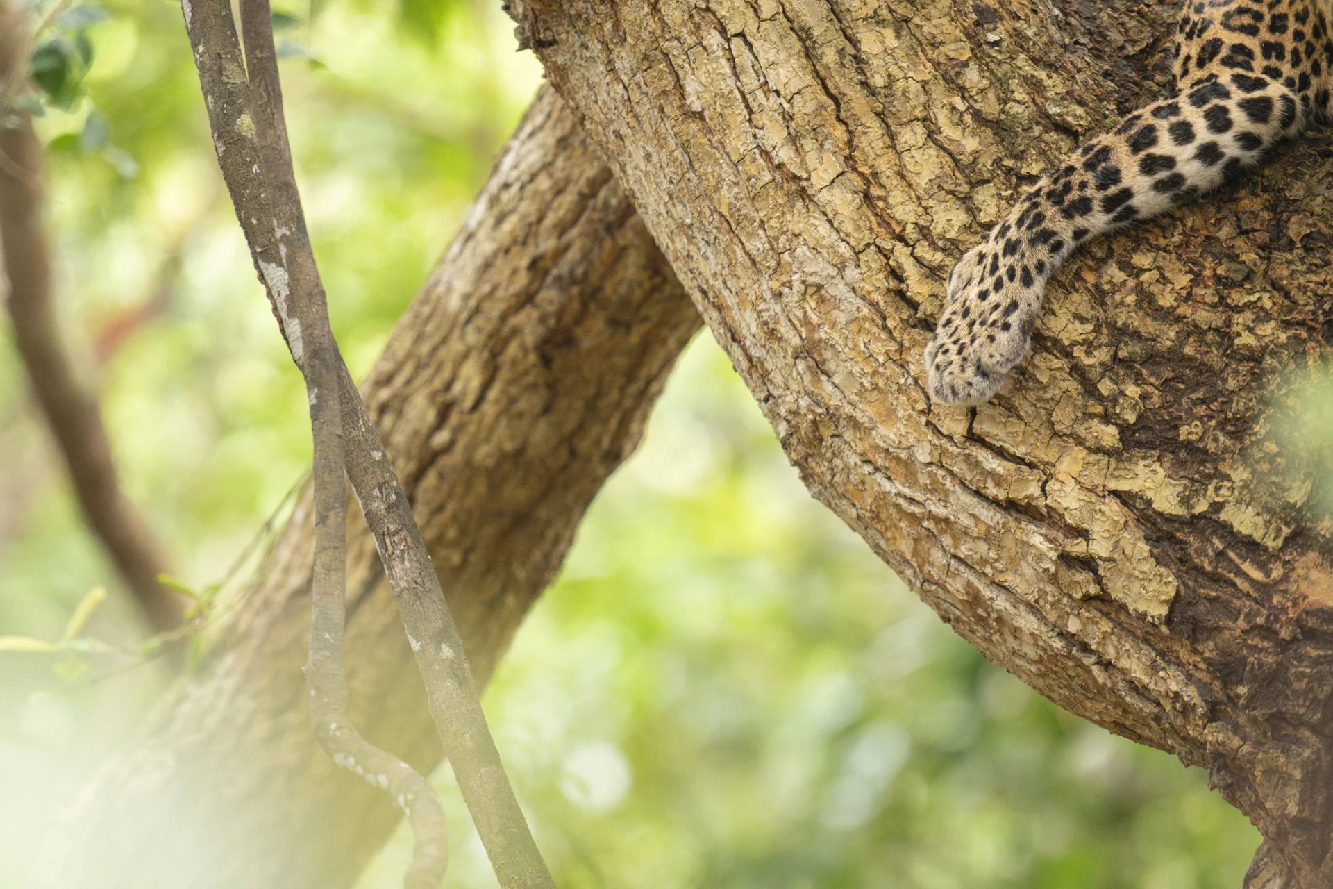 2025-08-02_Leopard-Wilpattu-5_1920px.jpg