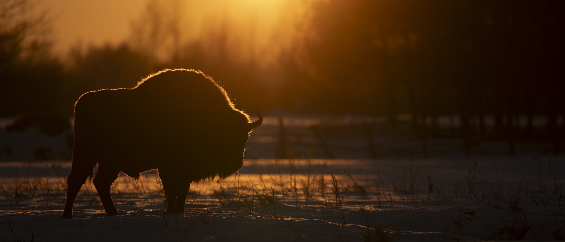 Wisent Bialowieza Gegenlicht Rimlight Wildlife Fotografie Photography 
