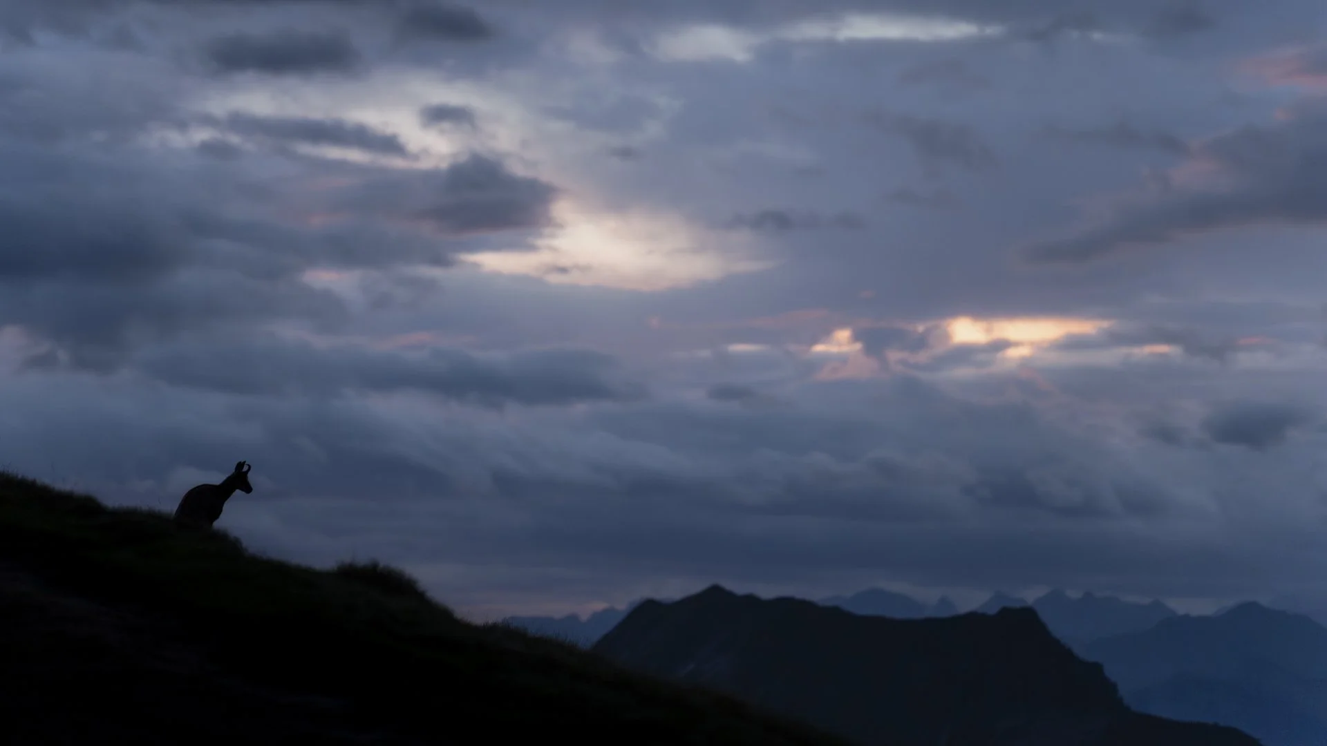 2024-09-05_Gämse-Silhouette-Niederhorn_1920px.jpg