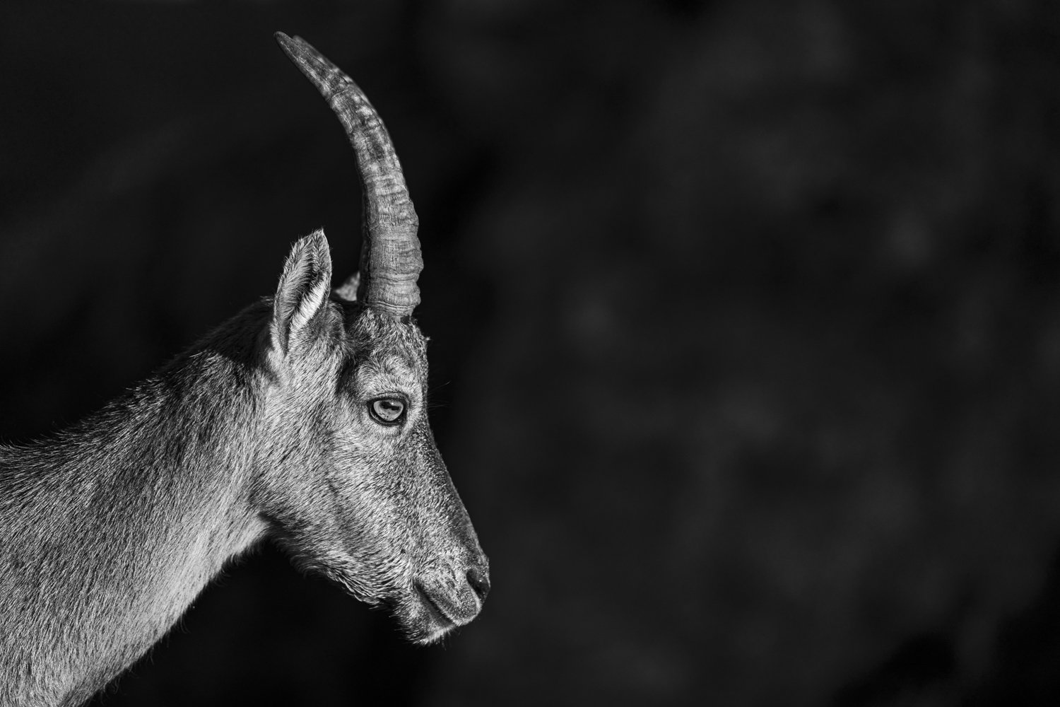 2024-09-06_Steinbock-Lowkey-Quer-BW-Niederhorn_1500px.jpg