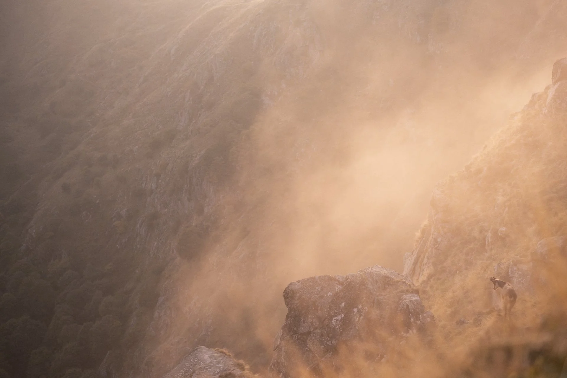 Gämse Nebel Licht Fotografie Natur