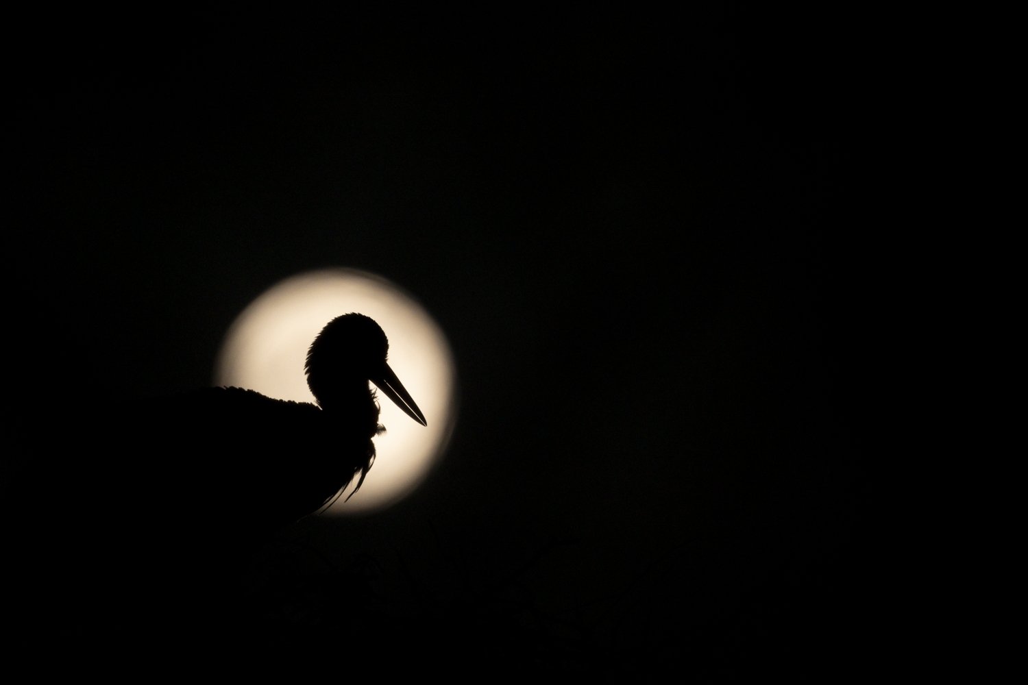 Storch-Vollmond-Leiferde_1500px_2024-03-23.jpg