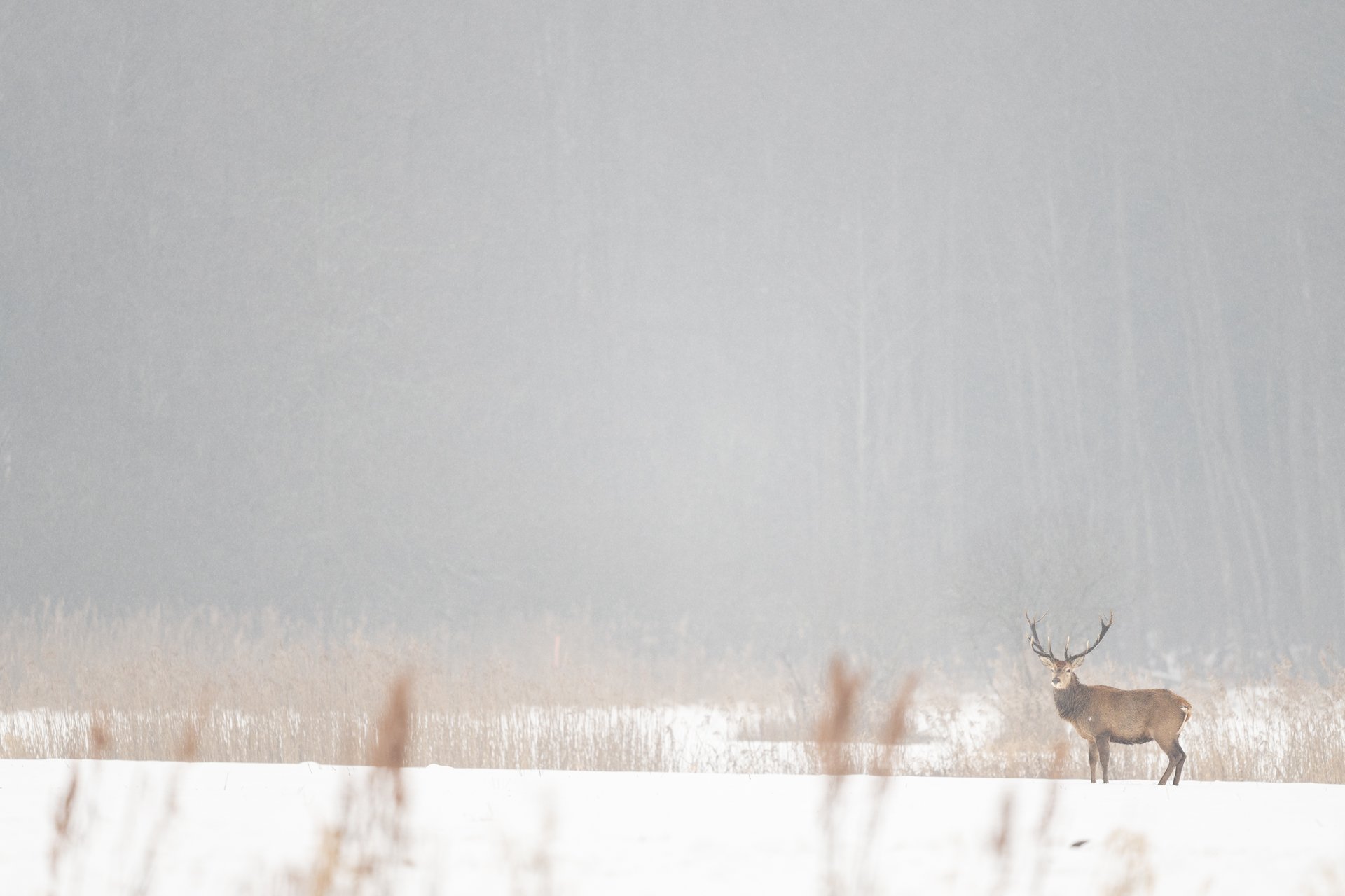 2026-02-12_Rothirsch-Klein-Bialowieza_1920px.jpg