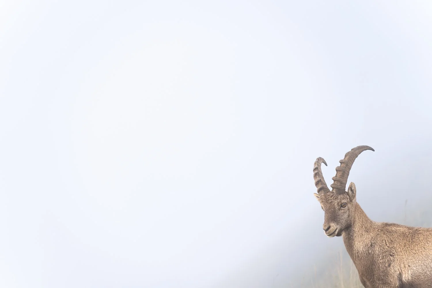 2024-09-10_Steinbock-vor-Nebelwand-Color-Augstmatthorn_1500px.jpg