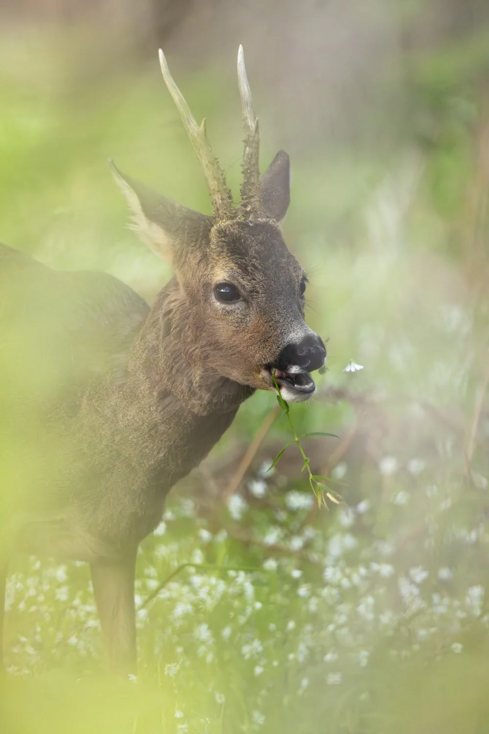 Rehbock-Gänseblümchen-Altwarmbüchen_1500px_2024-04-18.jpg