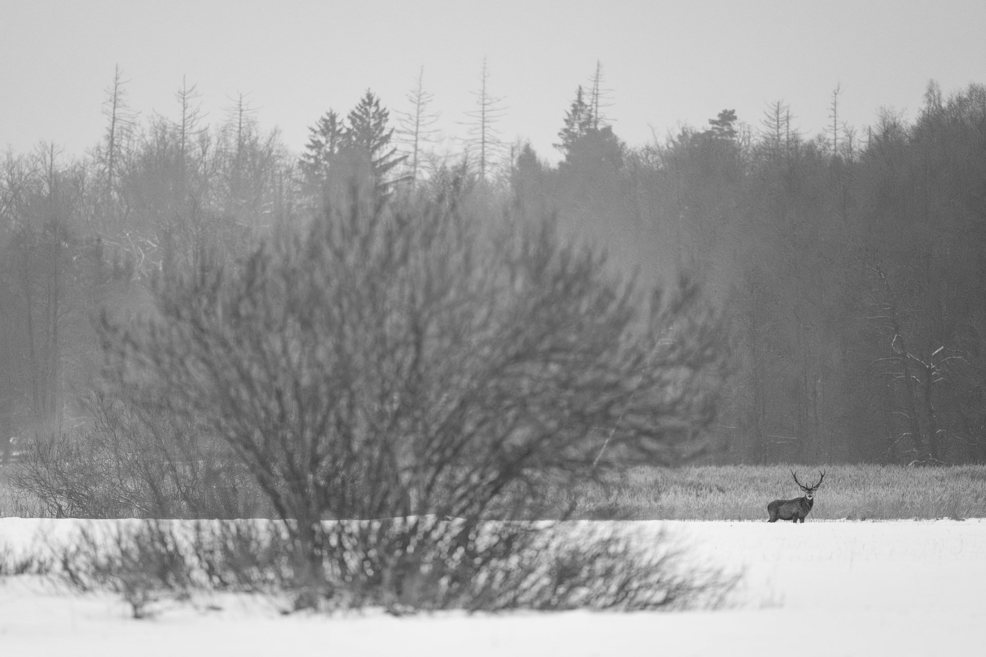 2026-02-10_Rothirsch-Minimal-Schwarz-Weiss-Bialowieza_1920px.jpg