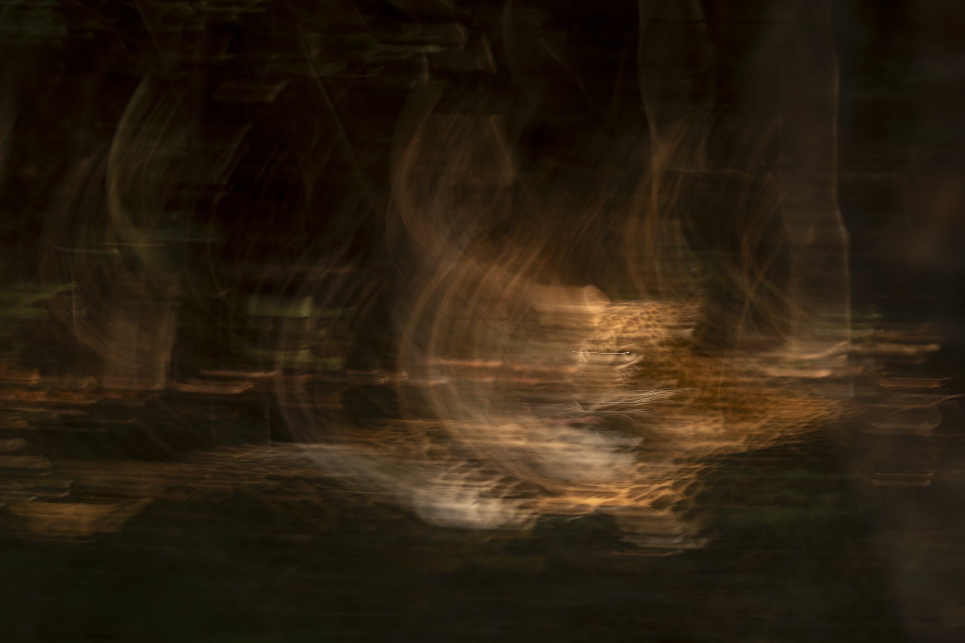 Leopard Kunst ICM Fotografie