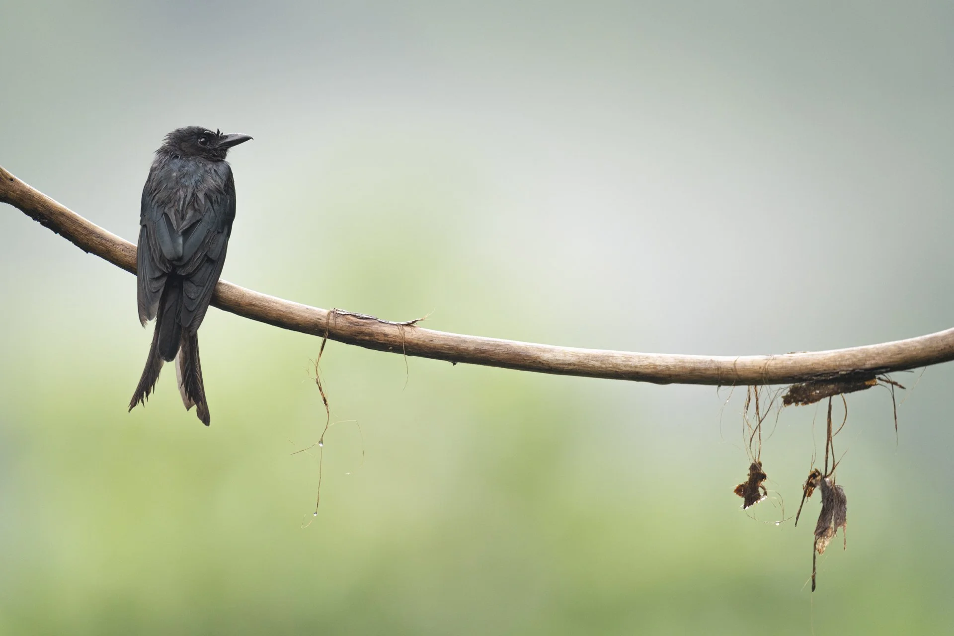 2025-07-21_Drongo-Sinharaja_1920px.jpg
