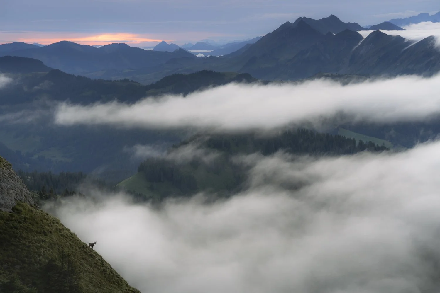 2024-09-06_Gämse-Silhouette-Niederhorn_1500px.jpg